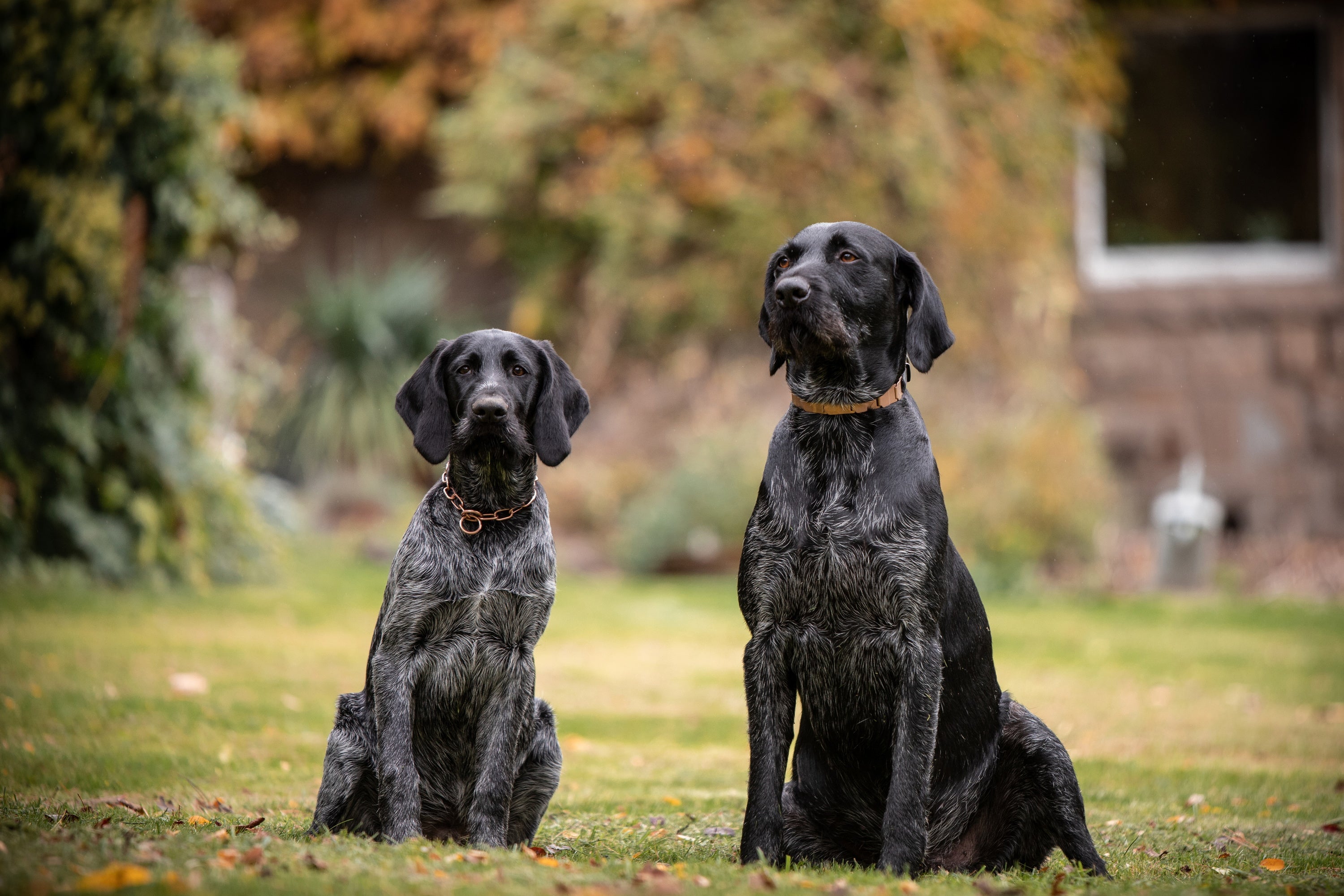 schwarze Hunde mit Curogan Kettenhalsband und braunen Biothane Halsband