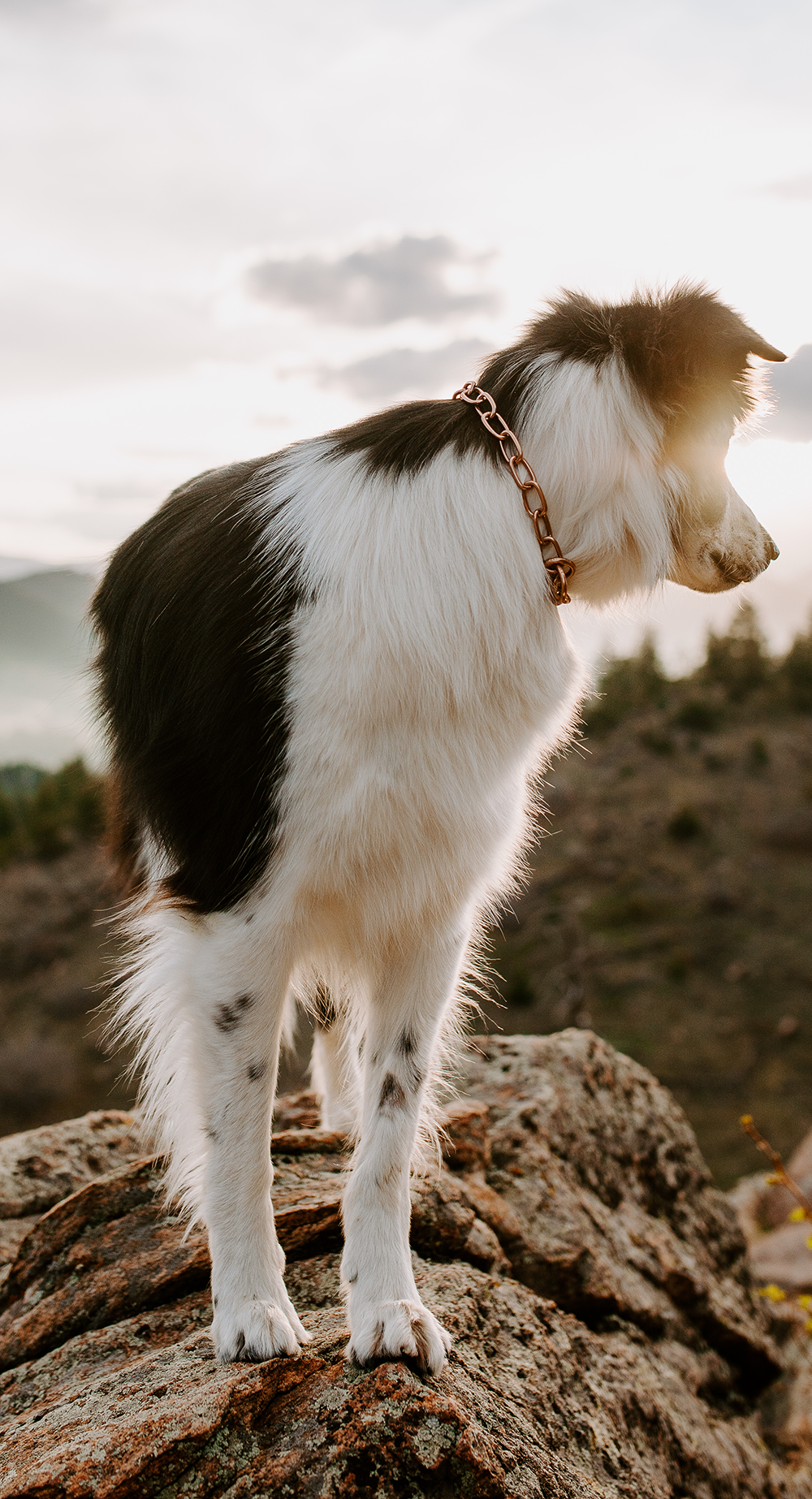 Ein schwarz-weißer Hund steht auf einem großen Felsen und blickt in die Ferne. Der Hund trägt eine glänzende, kupferfarbene Kette um den Hals. Im Hintergrund sind sanfte Hügel und Bäume zu sehen, während der Himmel in warmen Farben leuchtet. Die Szenerie vermittelt ein Gefühl von Freiheit und Abenteuer in der Natur.