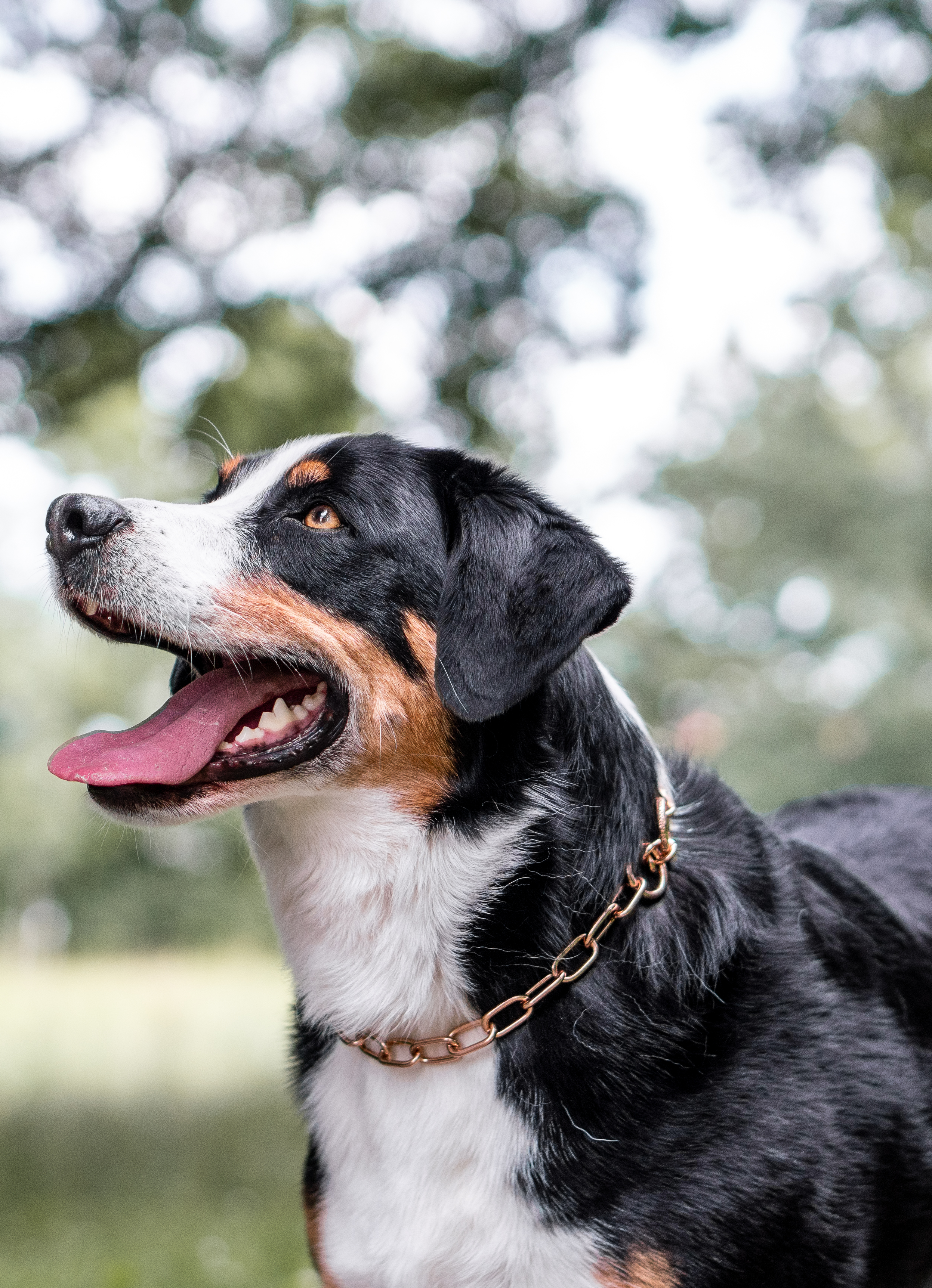 Ein glücklicher Hund mit schwarz-braunem Fell und einem weißen Fleck auf der Schnauze steht im Freien. Sein Maul ist weit geöffnet, und er scheint zu lächeln, während er mit der Zunge heraushängt. Er trägt eine glänzende, goldene Hundehalskette. Im Hintergrund sind unscharfe grüne Bäume und ein helles, offenes Feld zu sehen.