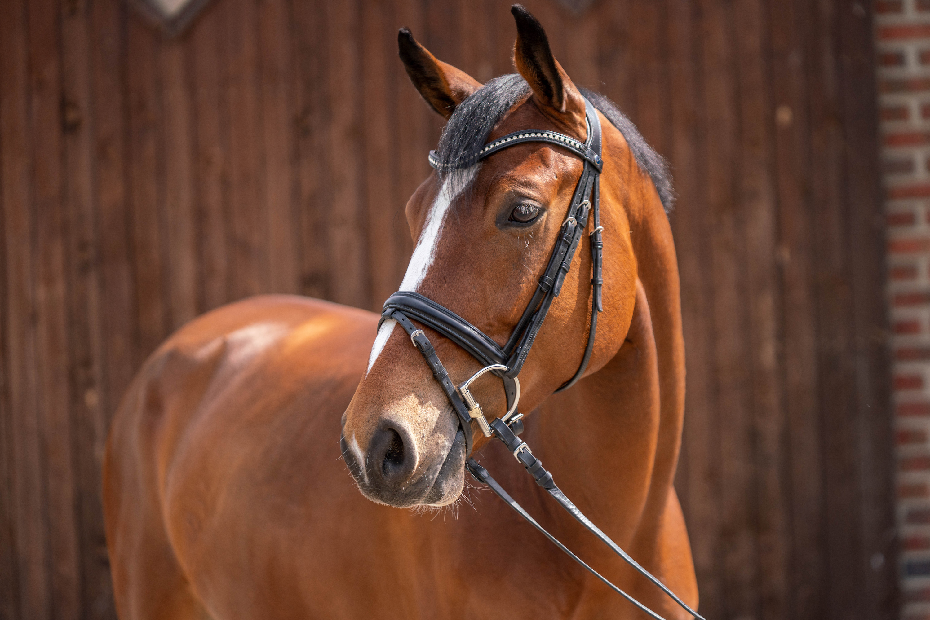 braunes Pferd mit D-Ring Sensogan Gebiss