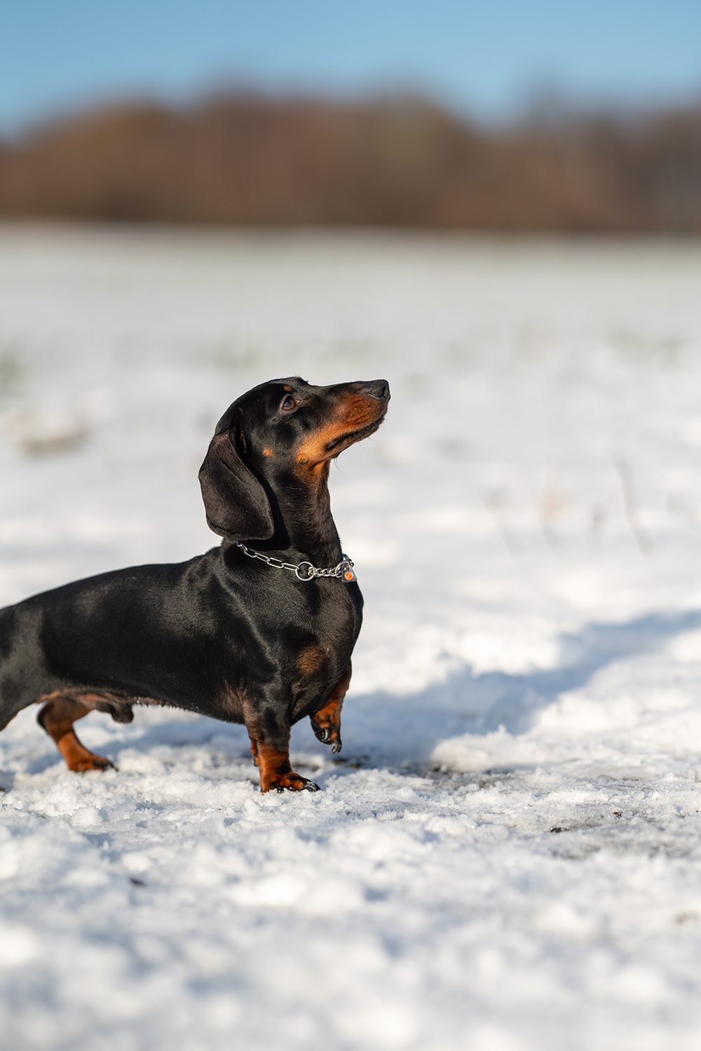 Ein schwarzer Dachshund mit braunen Abzeichen steht auf einer schneebedeckten Fläche. Der Hund ist aufmerksam und blickt nach oben, während die Sonne im Hintergrund scheint. Die Umgebung ist ein frostiger Wintertag mit einer unscharfen, grünen Wiese im Hintergrund. Der Hund trägt ein Halsband mit einer kleinen Anhängerkette.