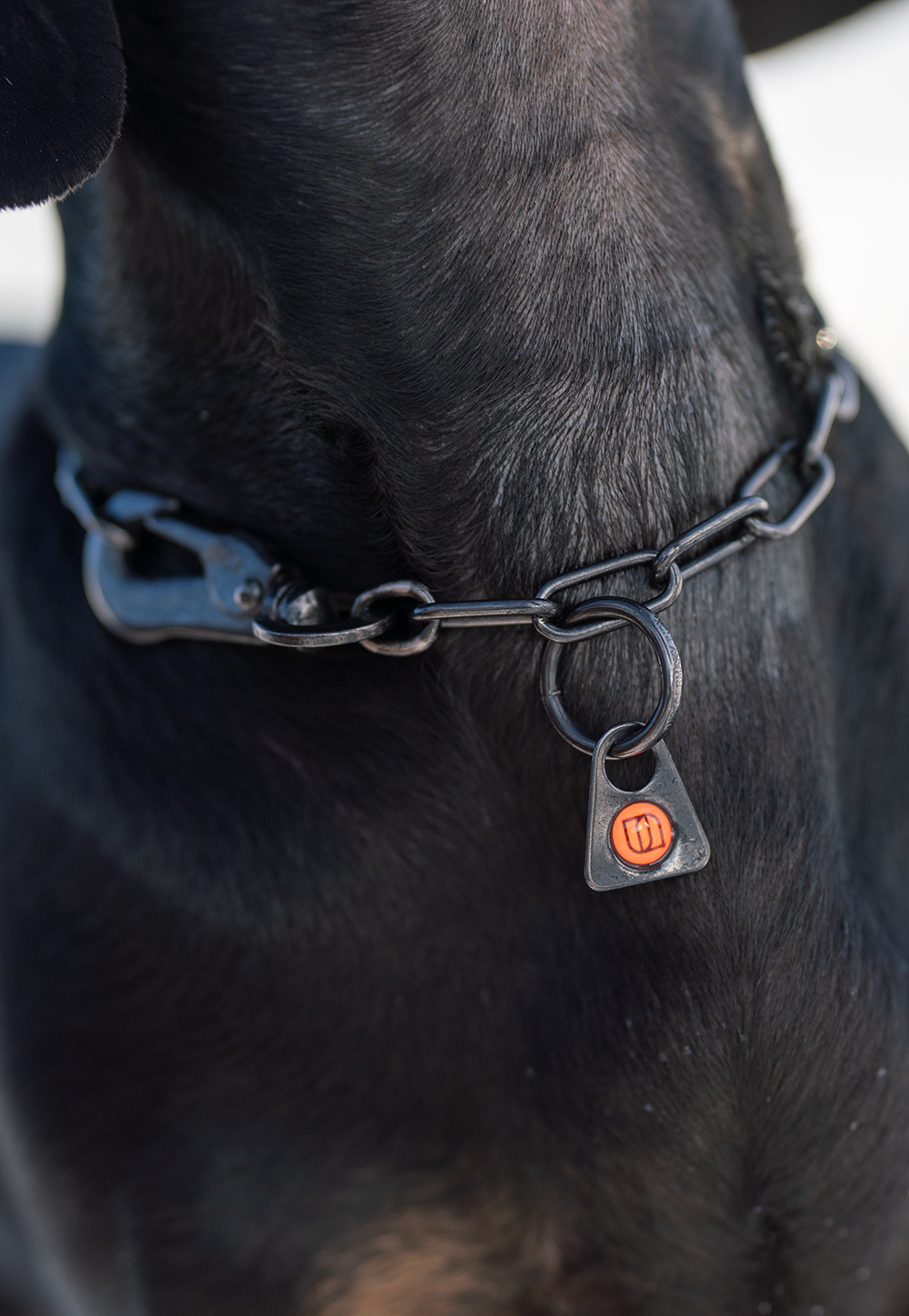 Nahaufnahme des Halsbands eines Hundes, das aus einer schwarzen Kette besteht. Der Verschluss ist an einer Kette befestigt, und ein orangefarbener, dreieckiger Anhänger ist sichtbar, der sich an einem der Glieder der Kette befindet. Der Fokus liegt auf dem Hals des Hundes, der ein dunkles Fell hat.