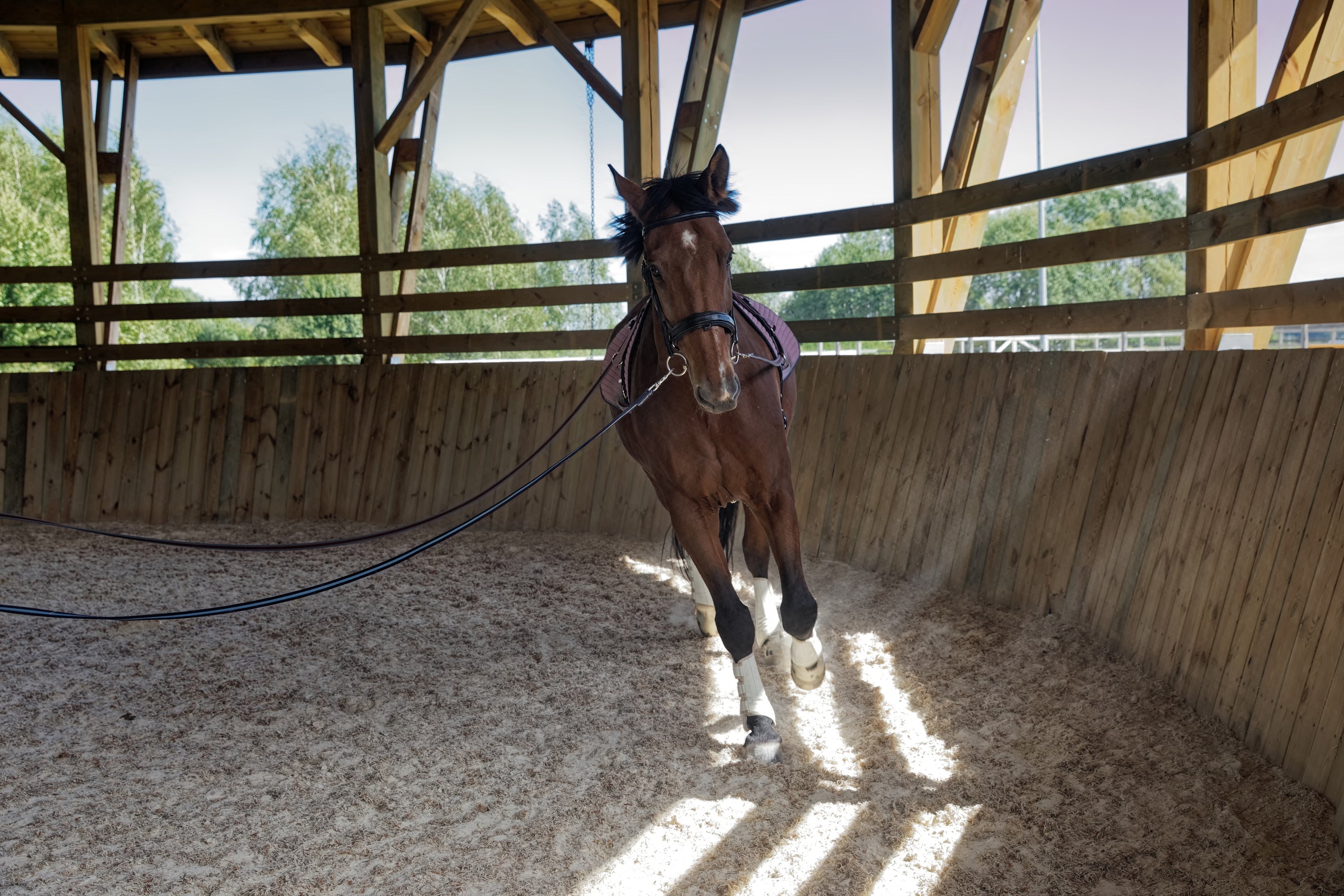 braunes Pferd mit doppelloge Wassertrense am longieren