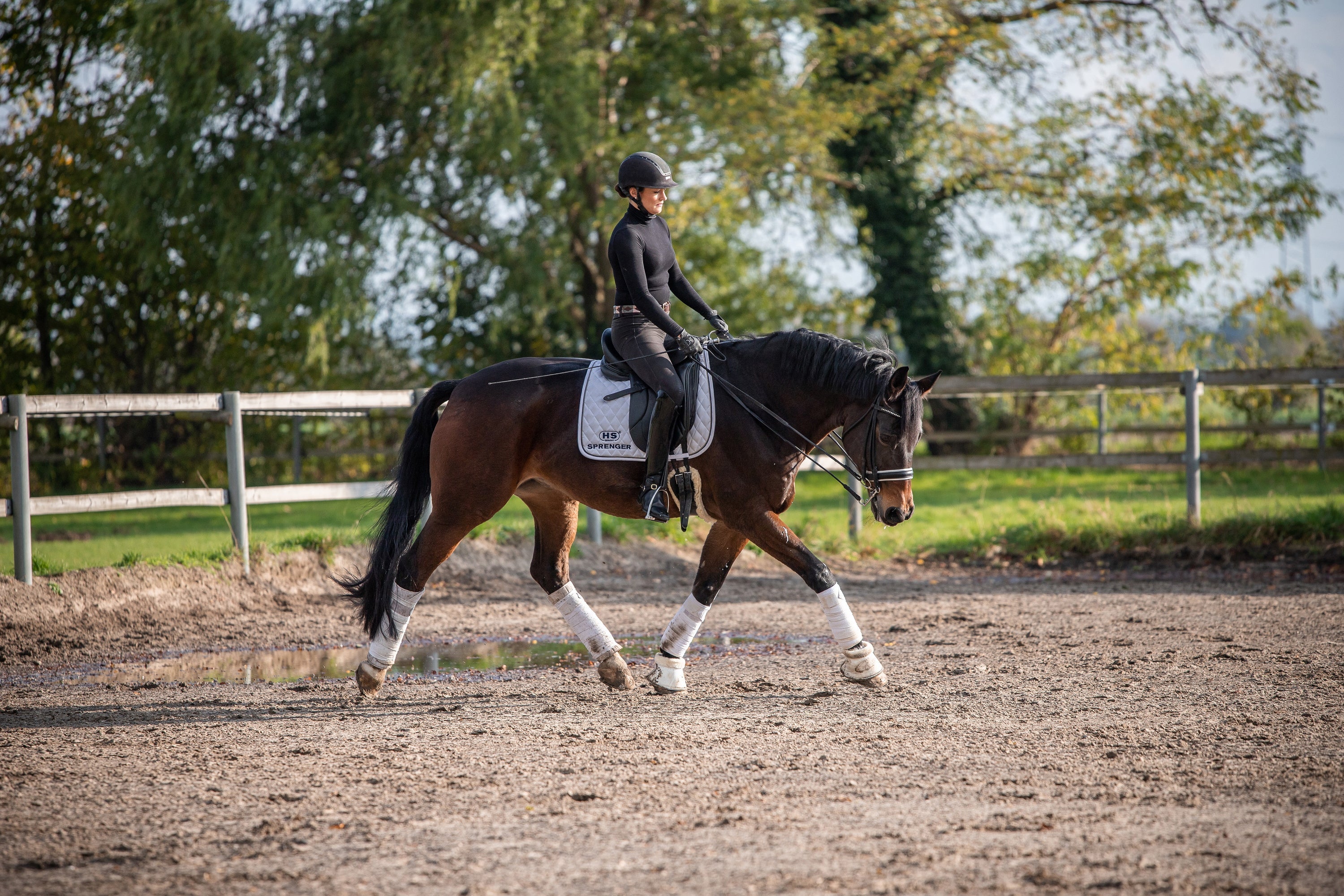 Dressurreiten mit braunen Pferd mit Kandare