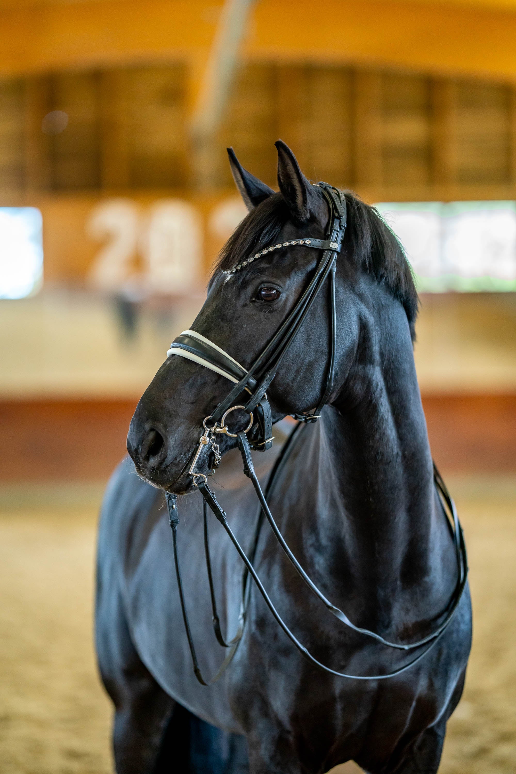 schwarzes Pferd im Stall