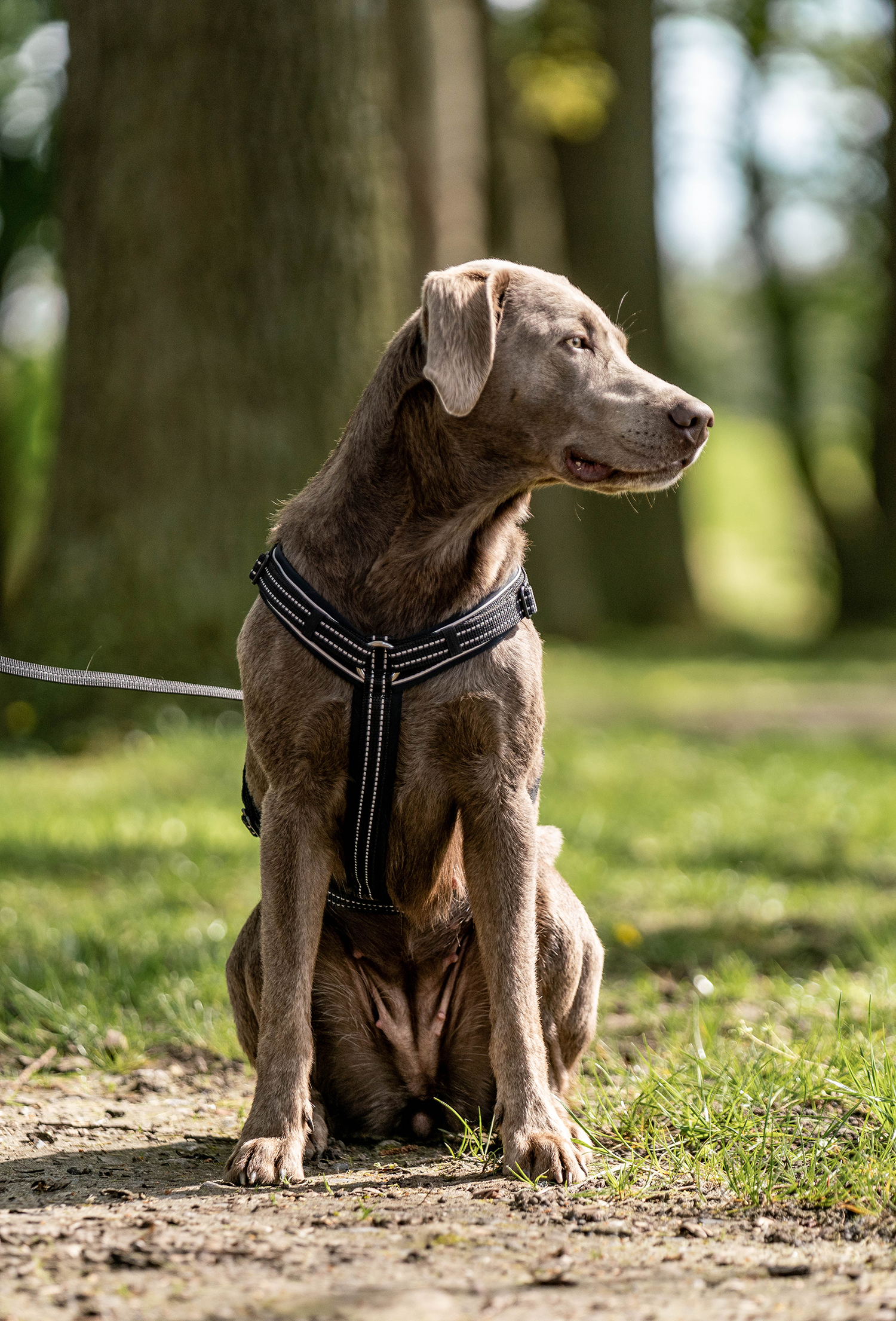 Ein brauner Hund sitzt auf einem Weg in einer parkähnlichen Umgebung. Der Hund trägt ein schwarzes Geschirr mit reflektierenden Streifen und schaut aufmerksam zur Seite. Im Hintergrund sind Bäume und grünes Gras zu sehen. Das Licht ist hell und es scheint ein sonniger Tag zu sein.