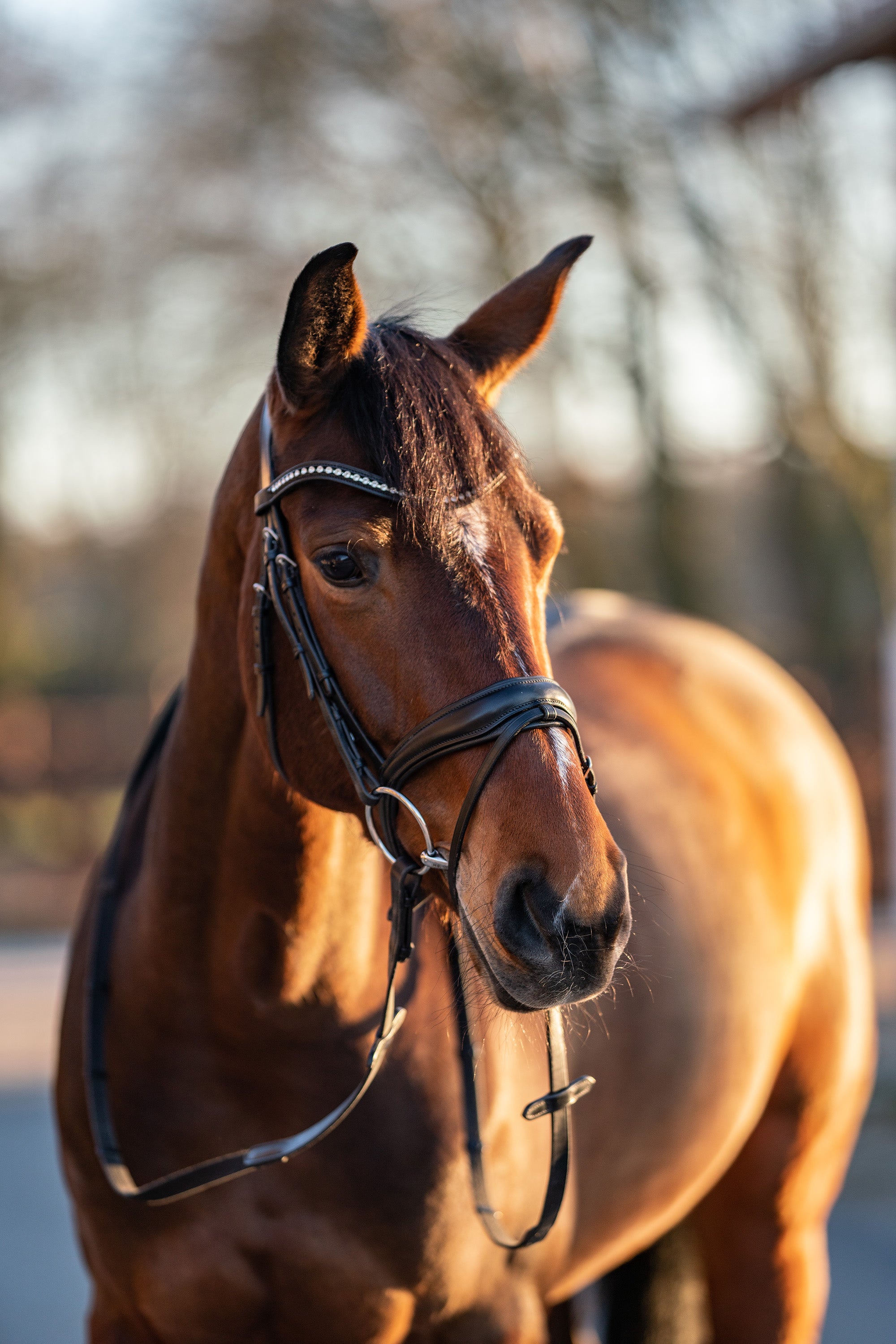 braunes Pferd mit Wassertrense