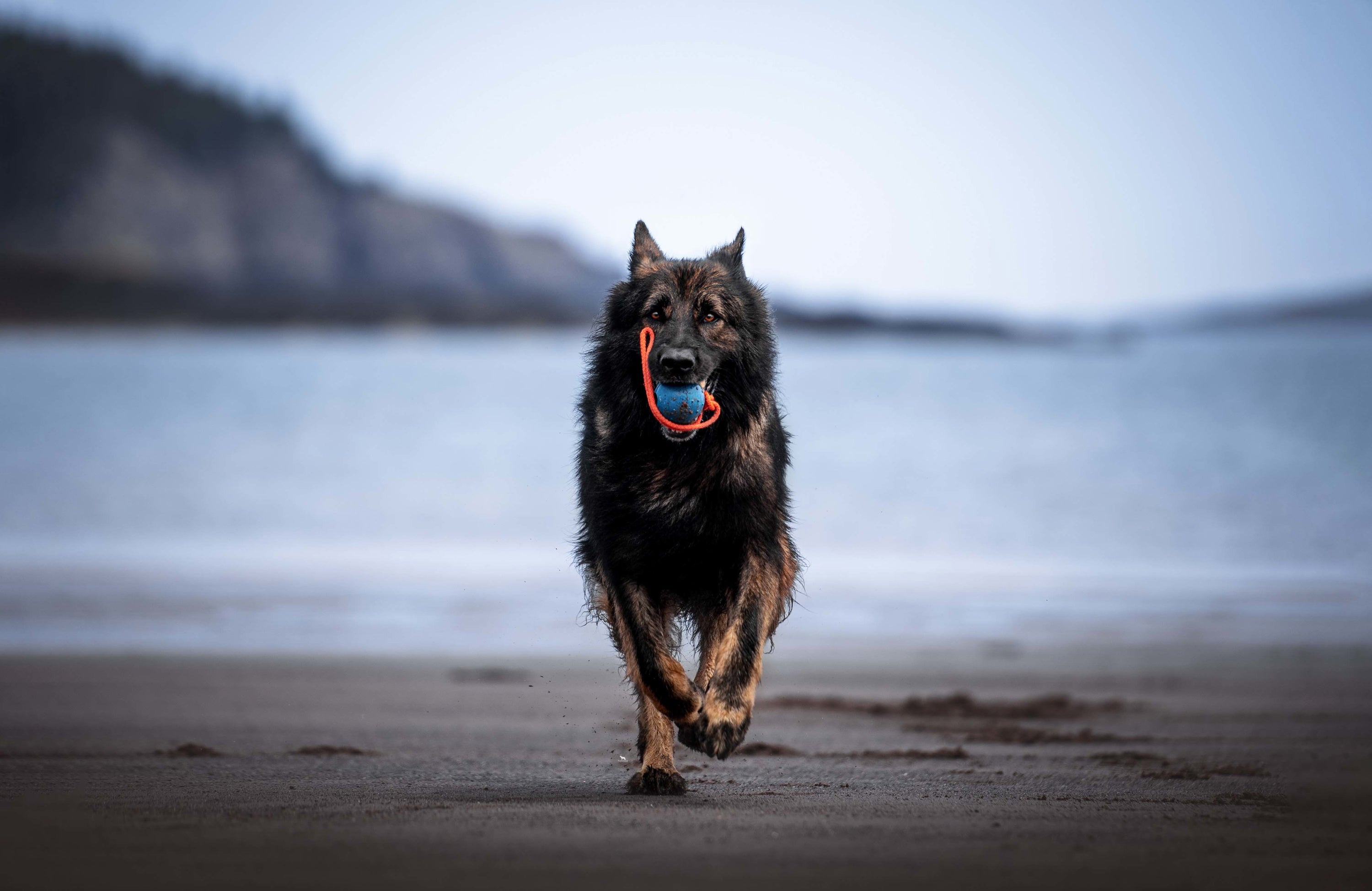 Hund mit Gummiball im Maul am Strand