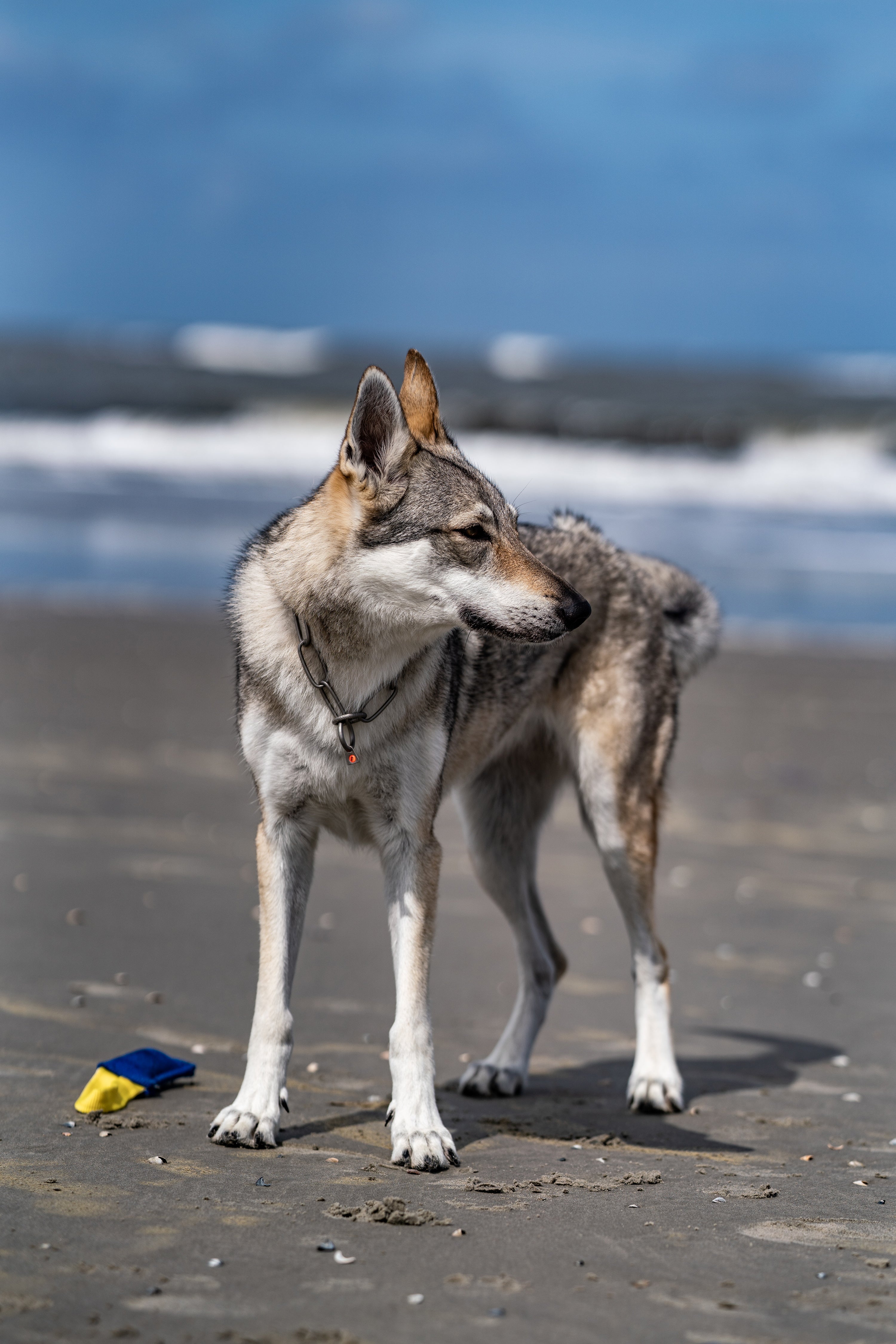 Hund mit Edelstahl Kettenhalsband matt am Strand