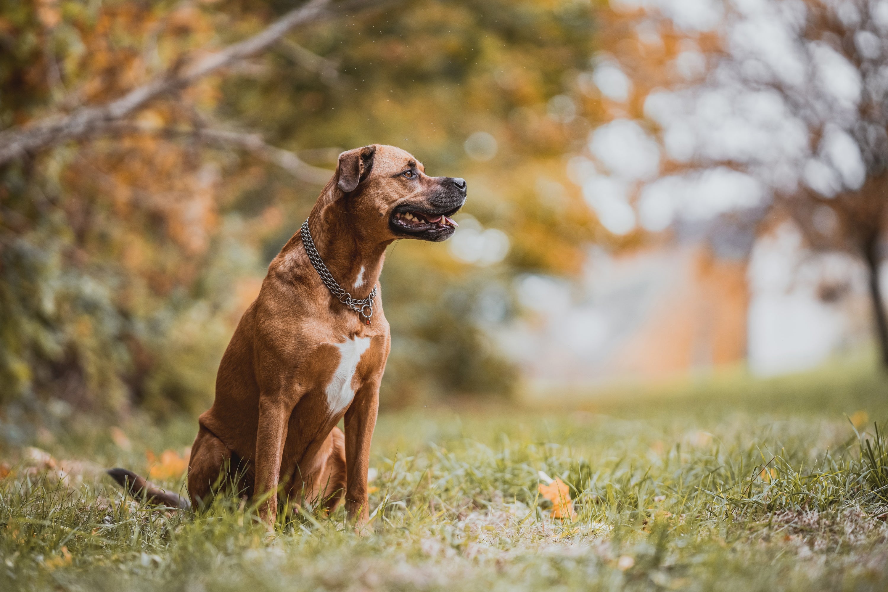 Hund mit 3 reihigen Edelstahl Kettenhalsband matt