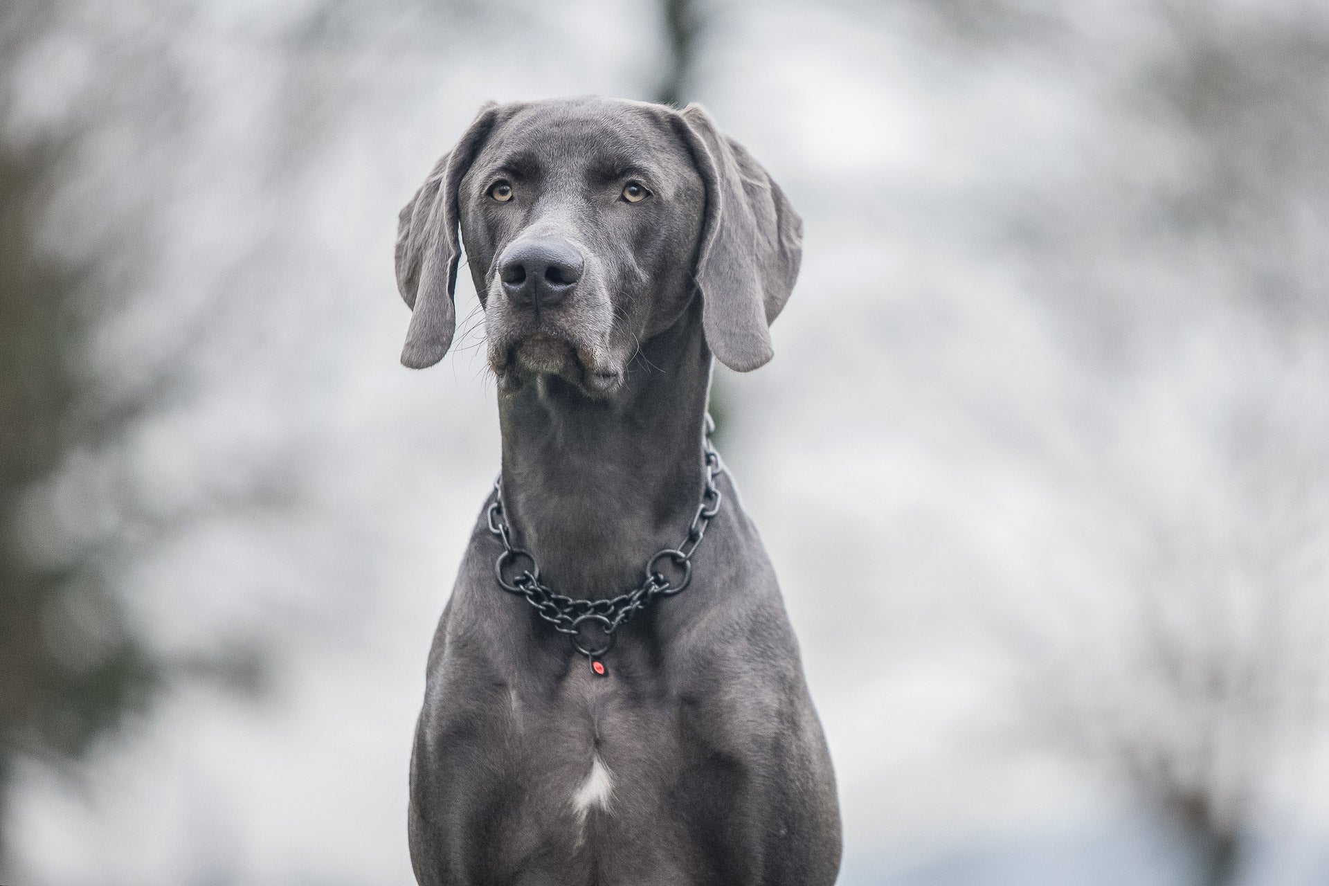 schwarzer Hund mit Edelstahl Kettenhalsband schwarz