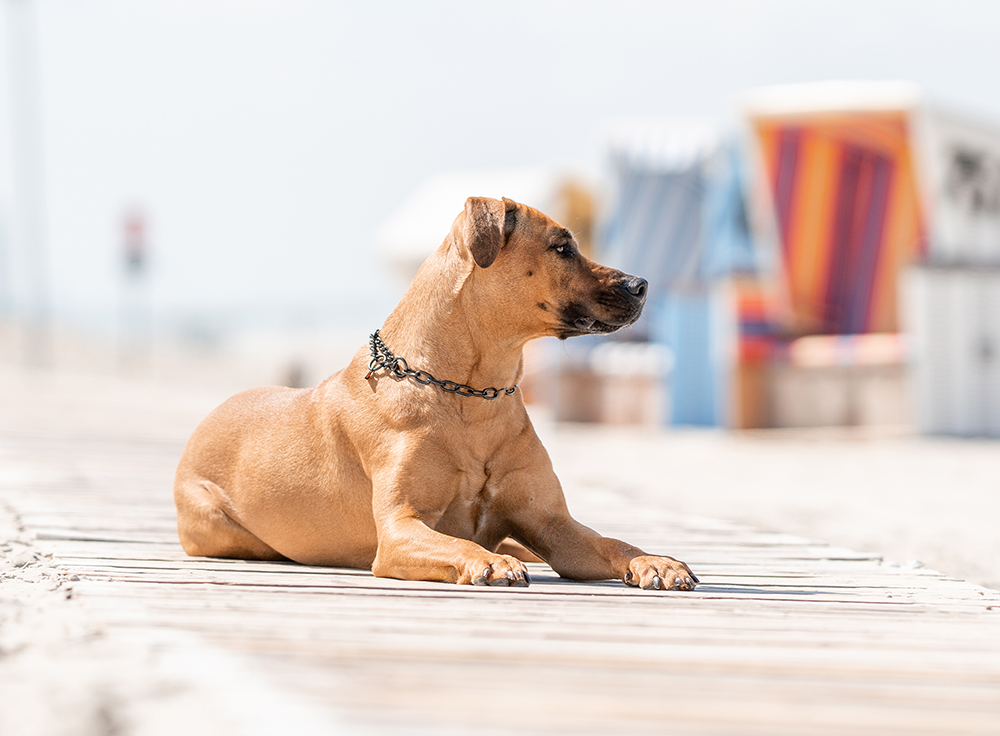 Ein brauner Hund liegt entspannt auf einem Holzsteg am Strand. Im Hintergrund sind Strandkörbe und ein verschwommener Strand zu sehen. Der Hund schaut in die Ferne und trägt eine Halskette. Die Szene vermittelt eine ruhige, sonnige Atmosphäre.