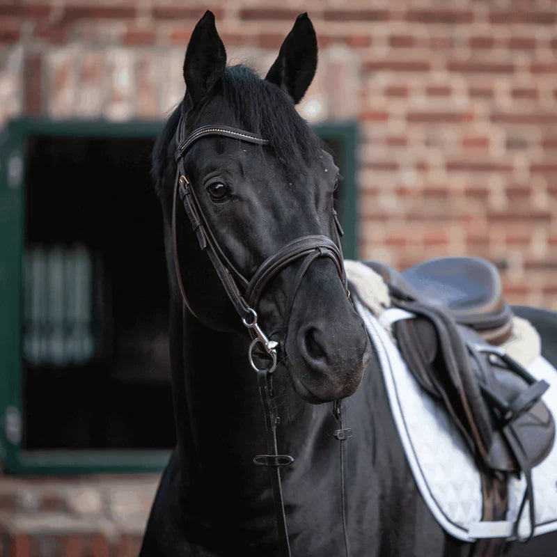 schwarzes Pferd mit Turnado Fillisgebiss