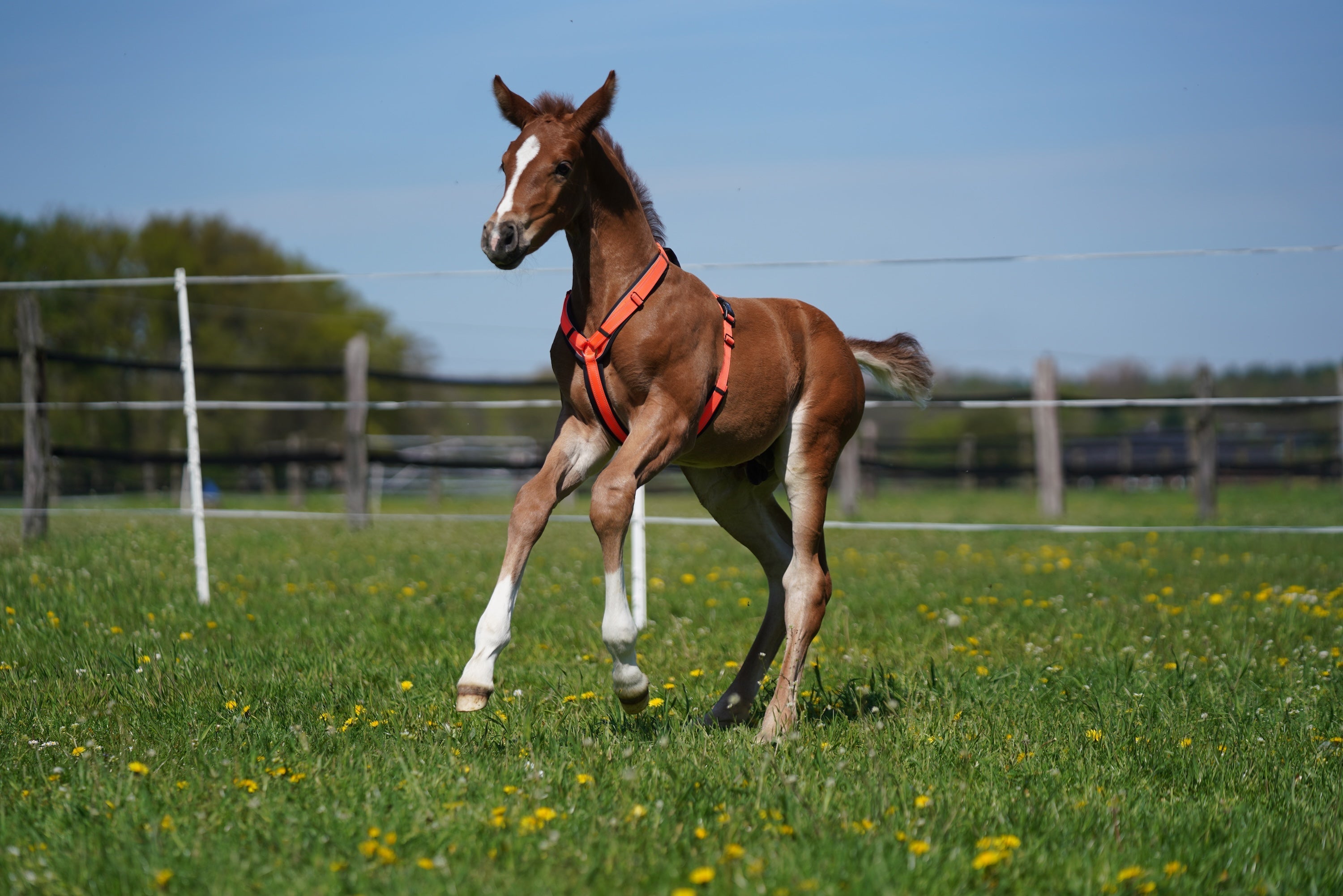 Fohlen mit orangenen Y-Geschirr