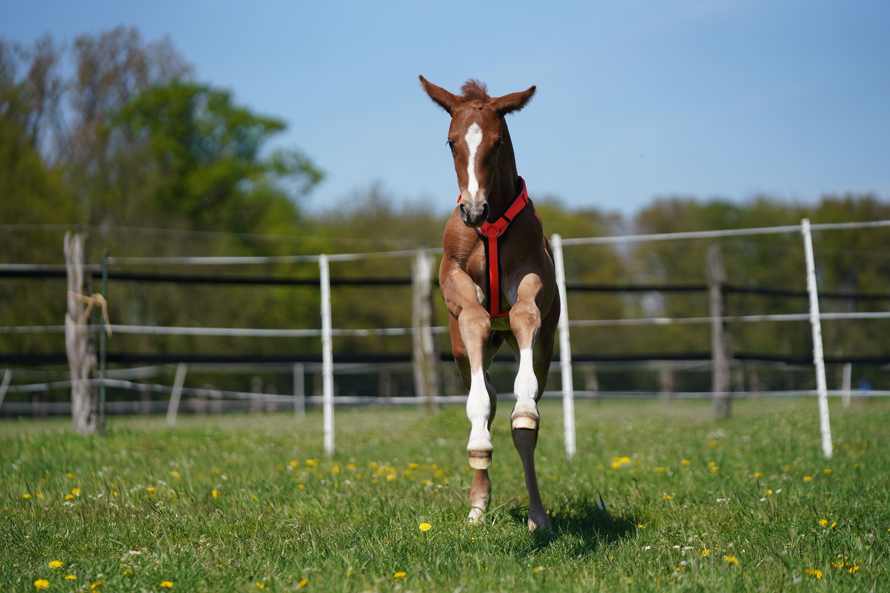 Fohlen mit orangenen Fohlengeschirr