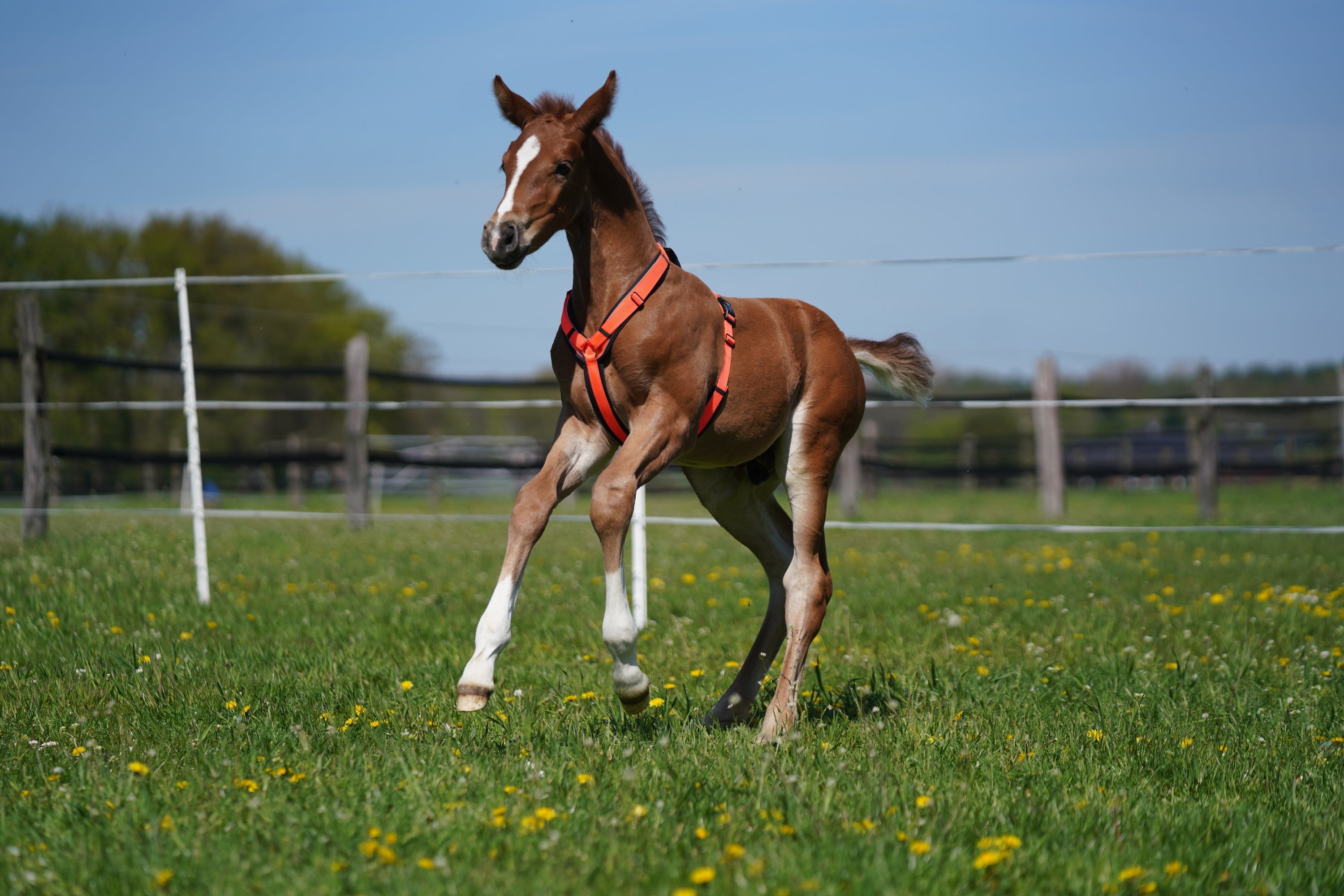 Fohlen mit orangenen Fhlengeschirr