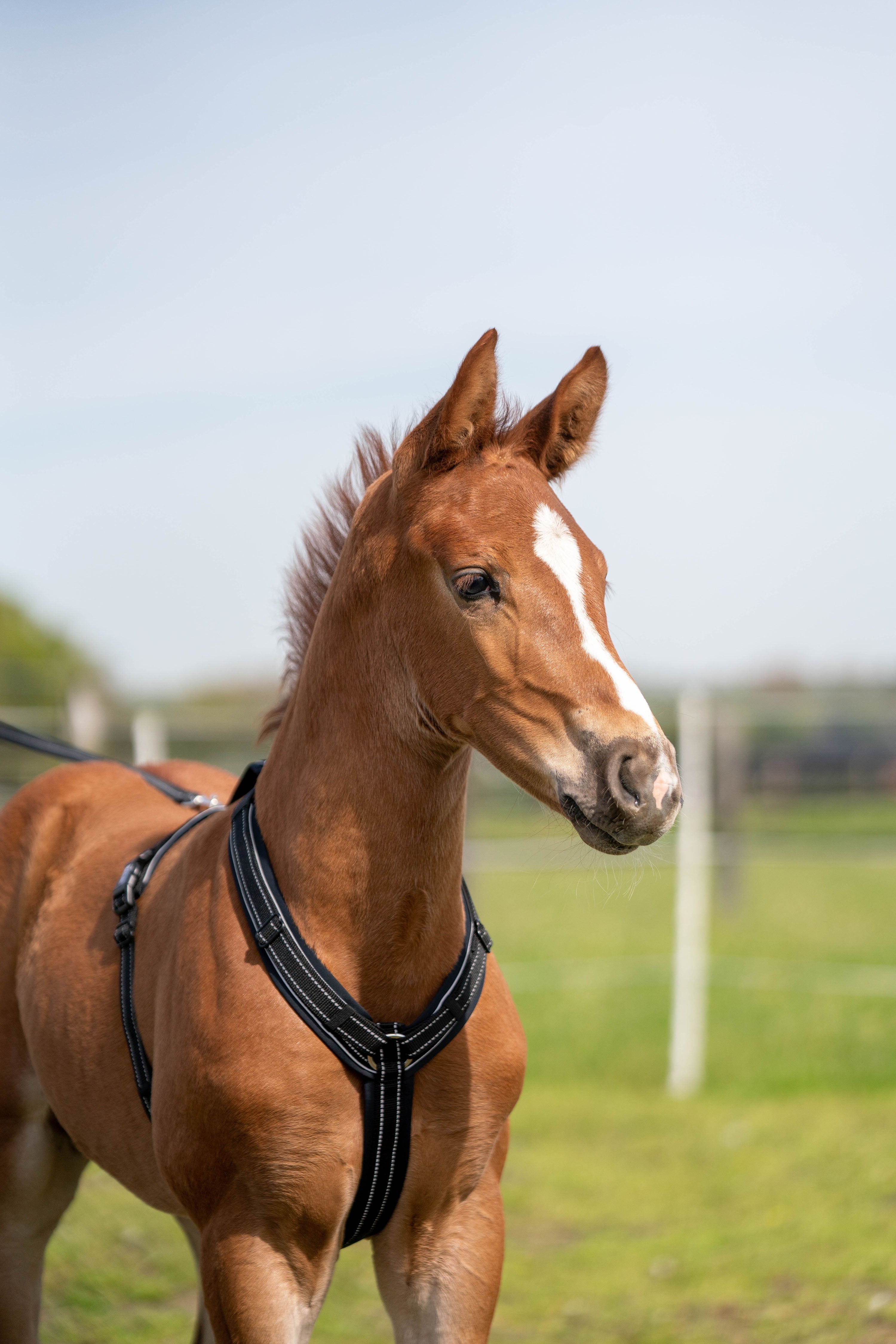 Fohlen mit schwarzen Fohlengeschirr