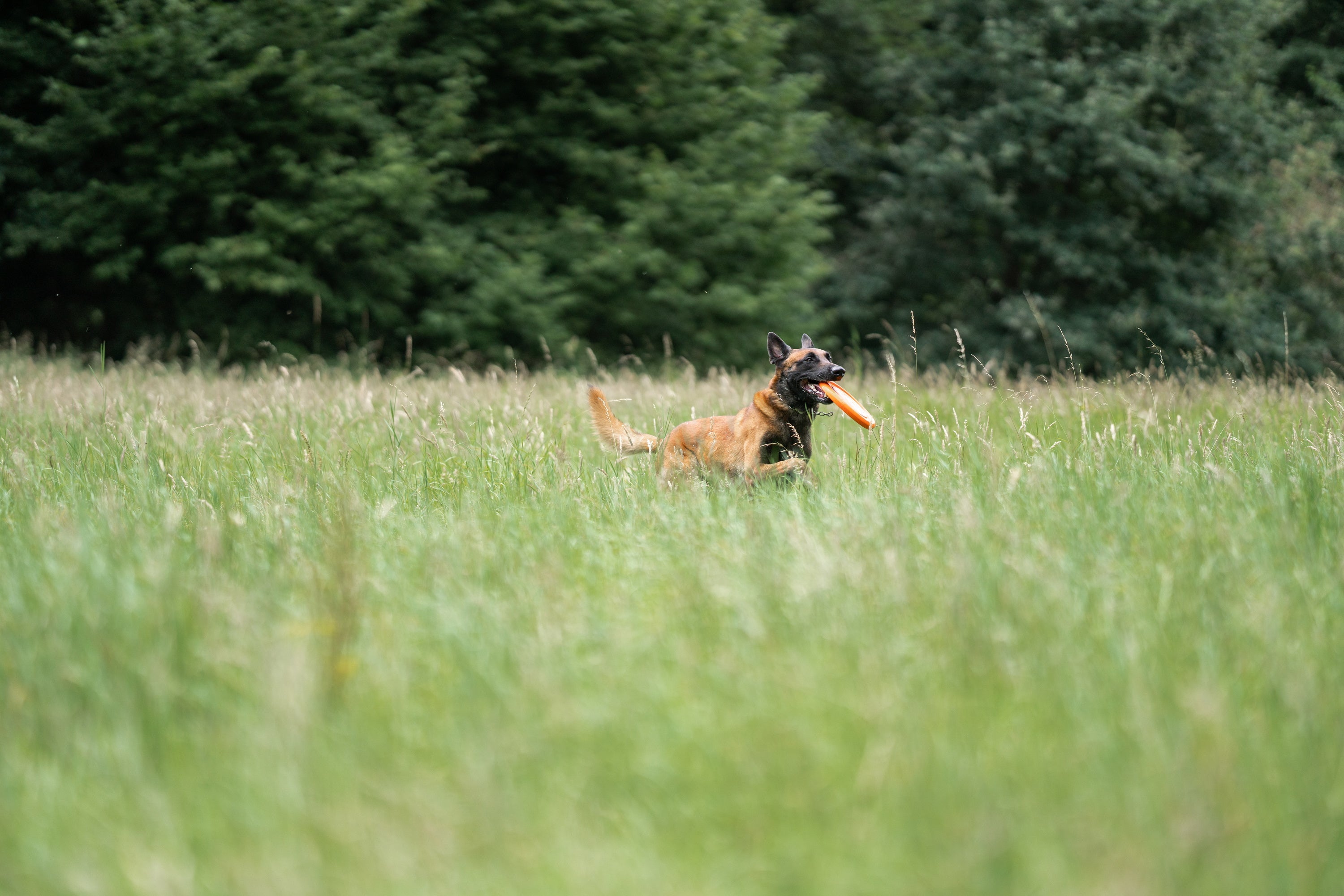 Hund mit Firsbee auf der Wiese