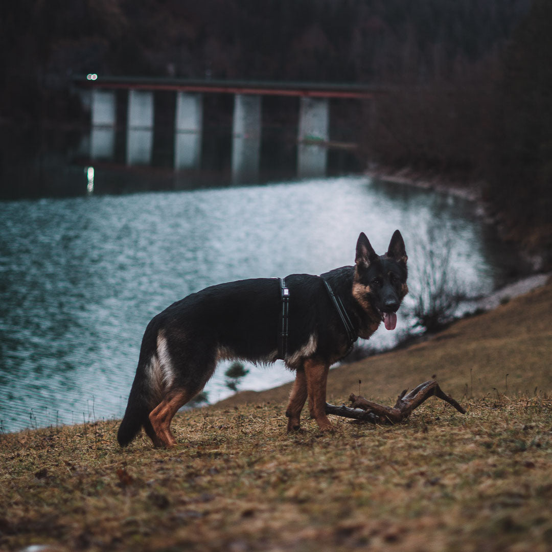 Ein schwarzer und brauner Hund steht auf einer grünen Wiese am Ufer eines ruhigen Gewässers. Im Hintergrund ist eine Brücke sichtbar, die über das Wasser führt. Der Hund trägt ein Geschirr und hat die Zunge herausgestreckt, während er aufmerksam in die Kamera blickt. Die Umgebung ist von einem sanften Licht des späten Nachmittags beleuchtet, und einige Bäume sind in der Nähe des Wassers zu sehen.