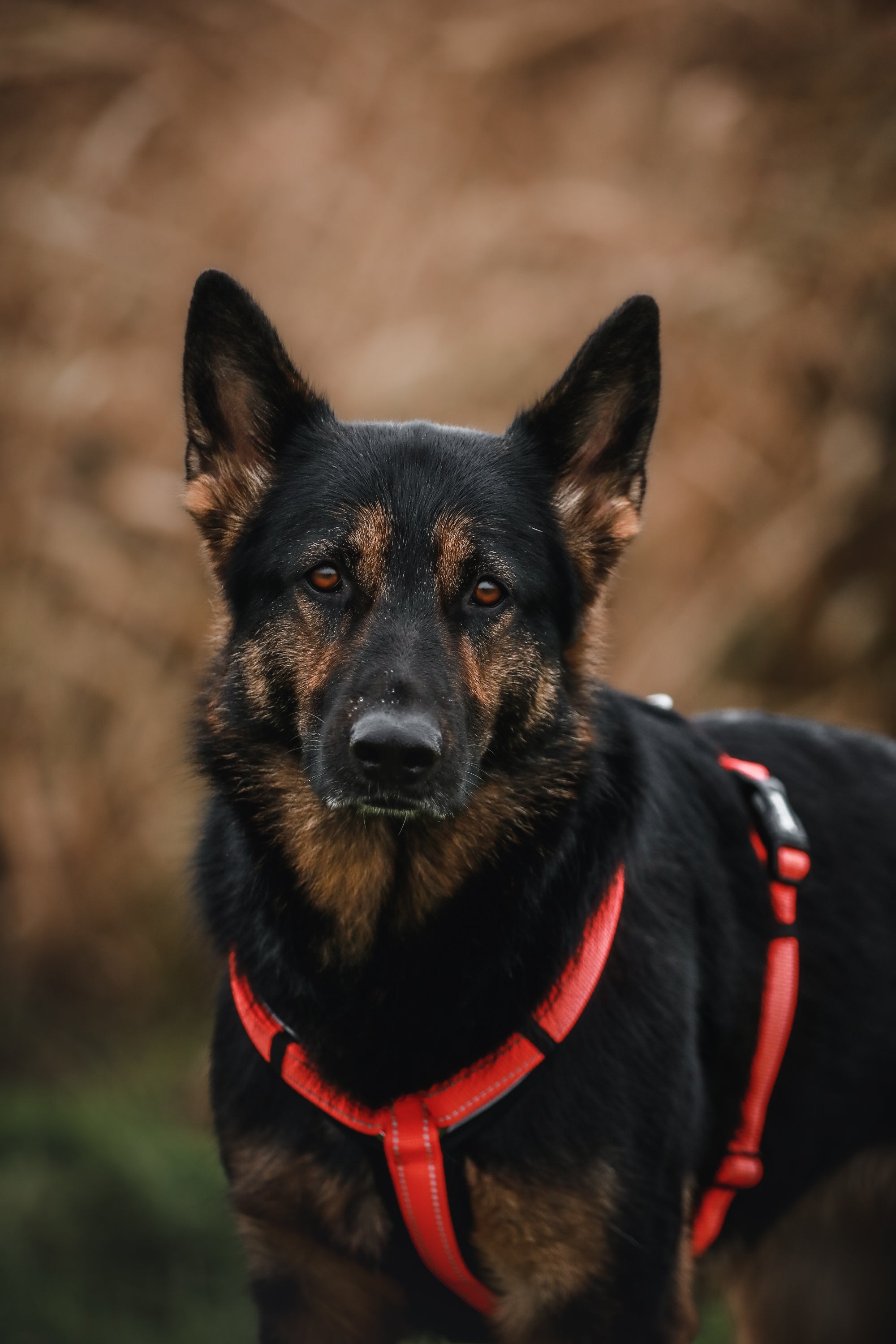 Hund mit orangenen Y-Geschirr