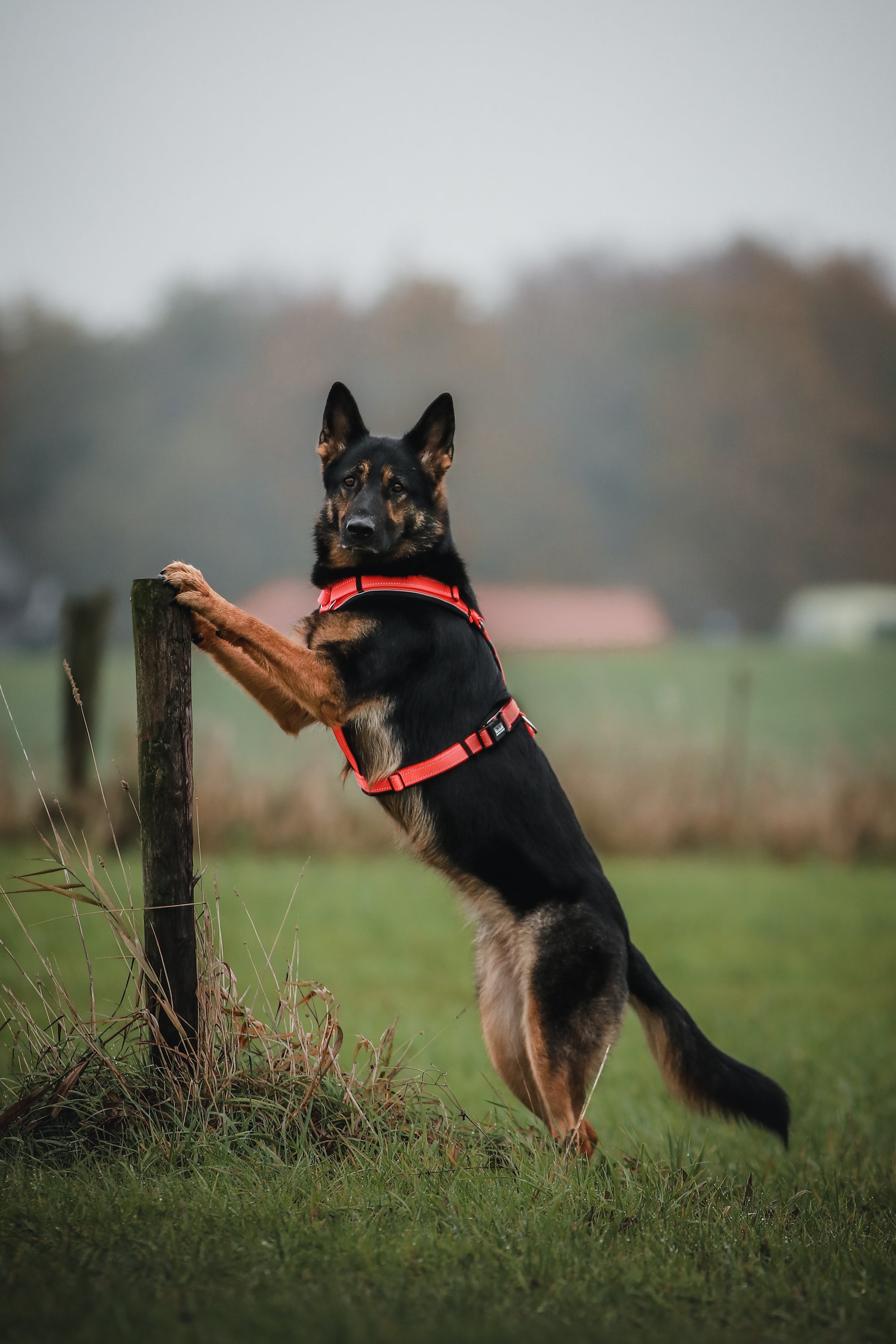 Ein großer, schwarz-brauner Schäferhund steht an einem Pfosten auf einer Wiese. Er trägt ein rotes Geschirr und schaut aufmerksam in die Kamera. Im Hintergrund sind unscharfe Bäume und Strukturen zu sehen, die eine ländliche Umgebung andeuten. Der Himmel ist bewölkt und die Stimmung wirkt ruhig und friedlich.