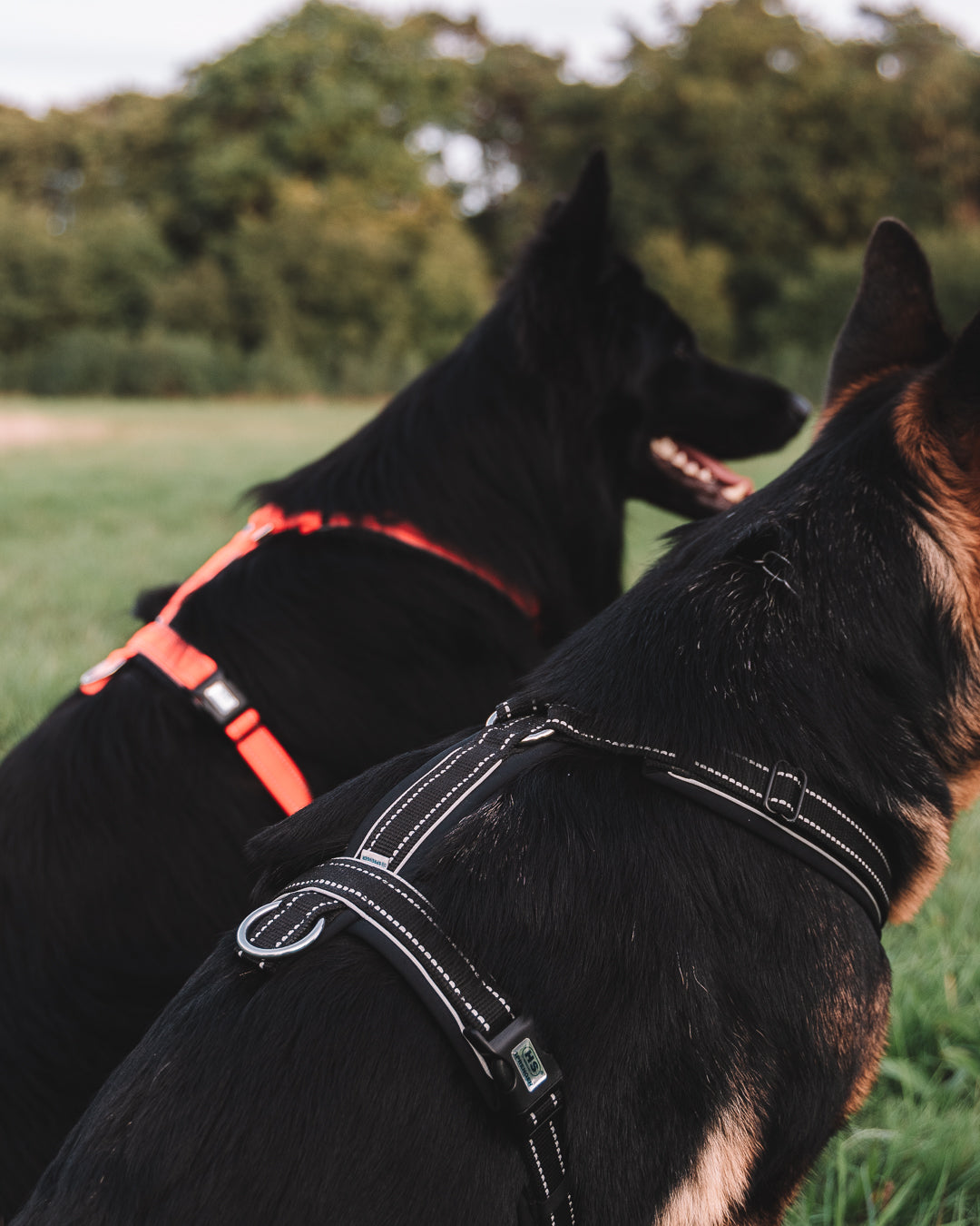 Zwei schwarze Hunde stehen auf einer grünen Wiese, von hinten betrachtet. Der linke Hund trägt ein rotes Geschirr, der rechte ein schwarzes Geschirr. Im Hintergrund sind Bäume und ein klarer Himmel zu sehen. Die Hunde wirken aufmerksam und bereit zum Spielen oder Erkunden.