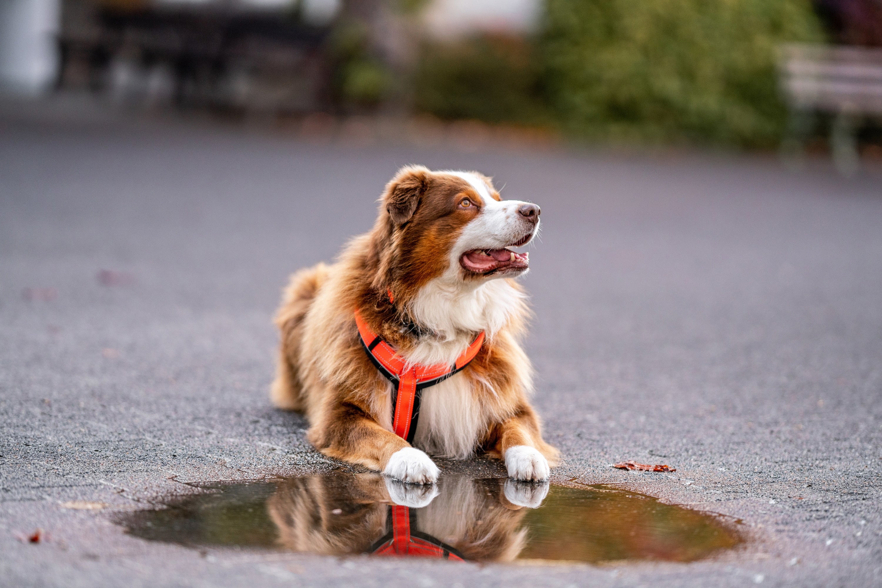 Hund mit orangenen Y-Geschirr vor einer Fütze