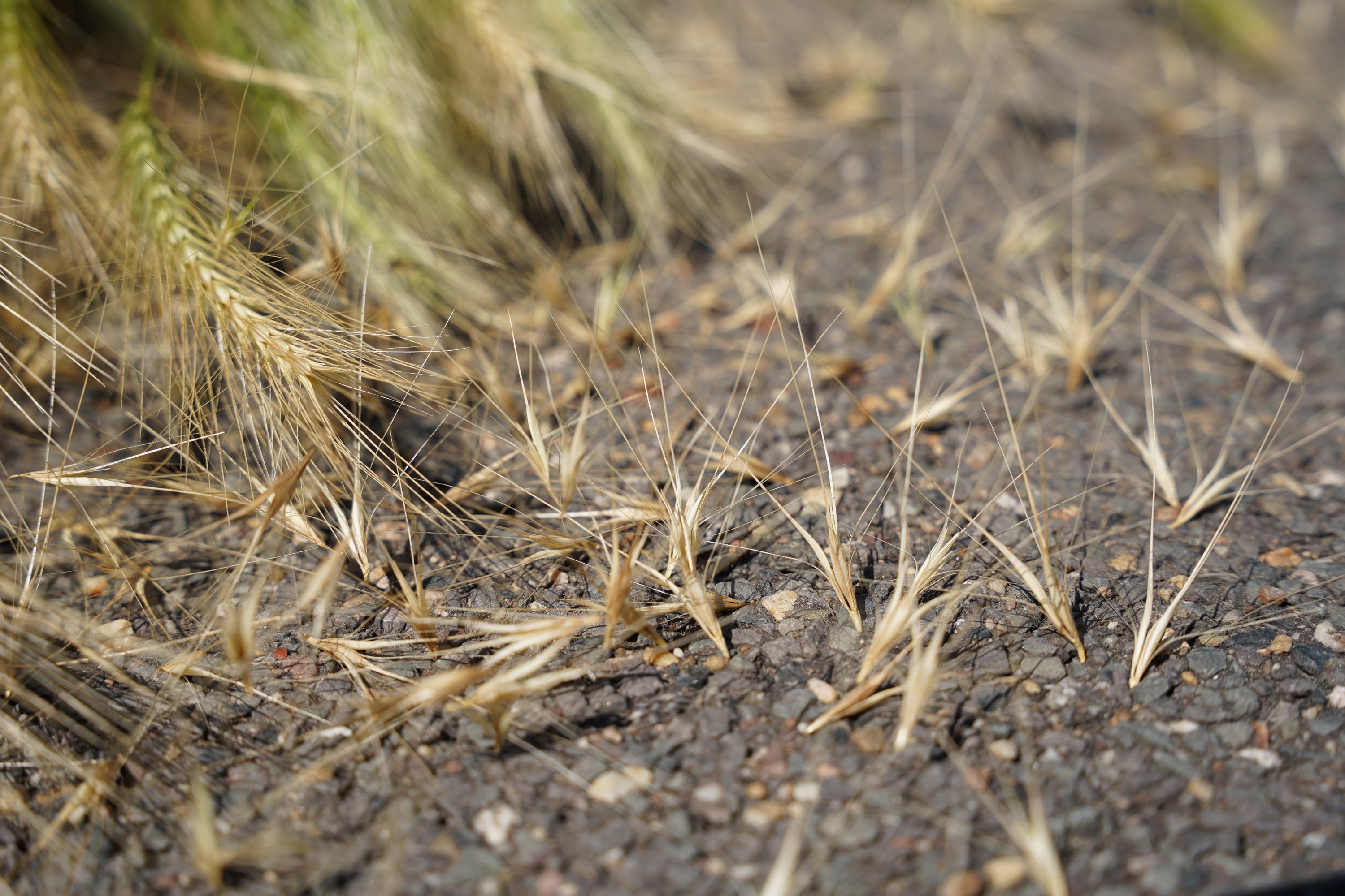 Grannen auf dem Aspahlt