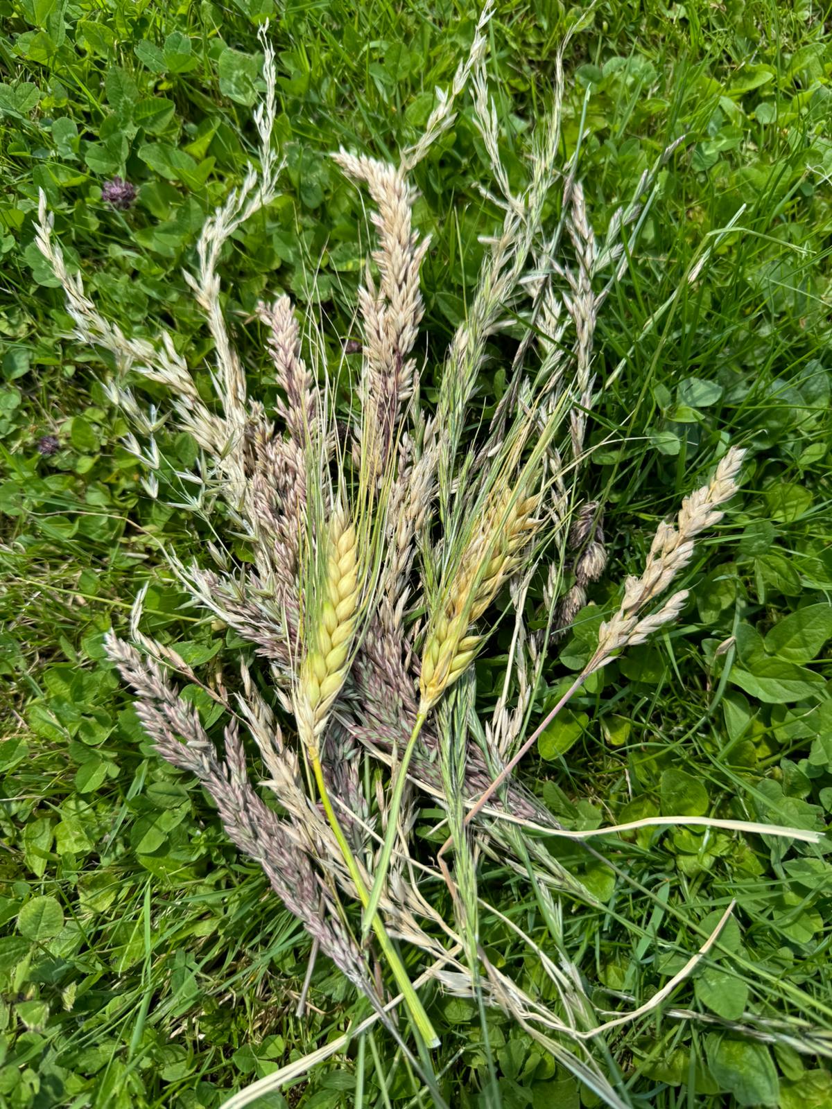 Grannen auf der Wiese