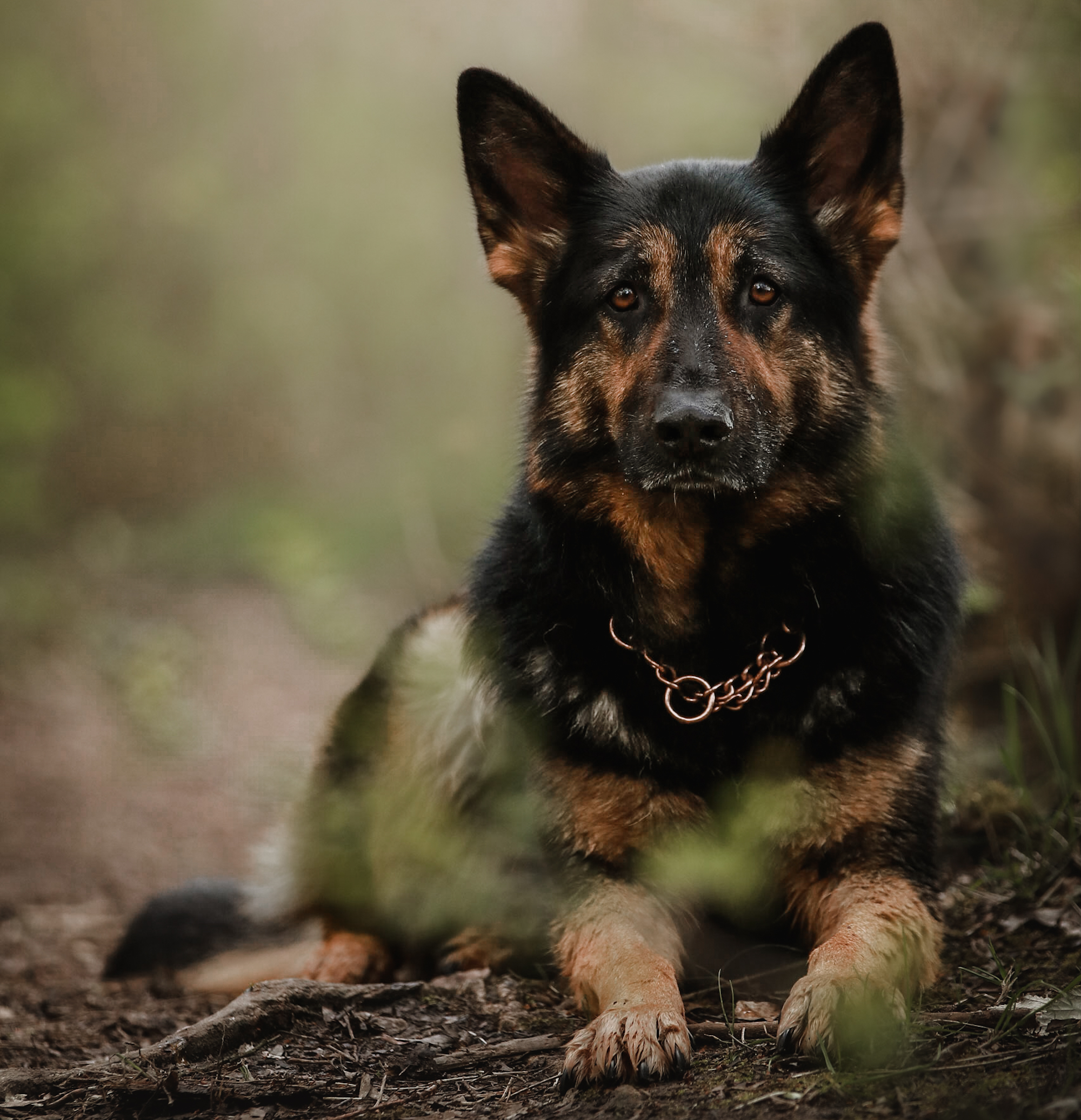 Ein deutscher Schäferhund liegt auf einem waldbodenähnlichen Untergrund. Er hat ein glänzendes, schwarz-braunes Fell und trägt eine glänzende Kette um den Hals. Der Hund schaut direkt in die Kamera mit aufmerksamem, gleichzeitig gelassenem Ausdruck. Unscharfe grüne Pflanzenrahmen umgeben ihn, was dem Bild einen natürlichen, harmonischen Look verleiht. Der Hintergrund ist verschwommen und vermittelt eine ruhige, friedliche Atmosphäre.