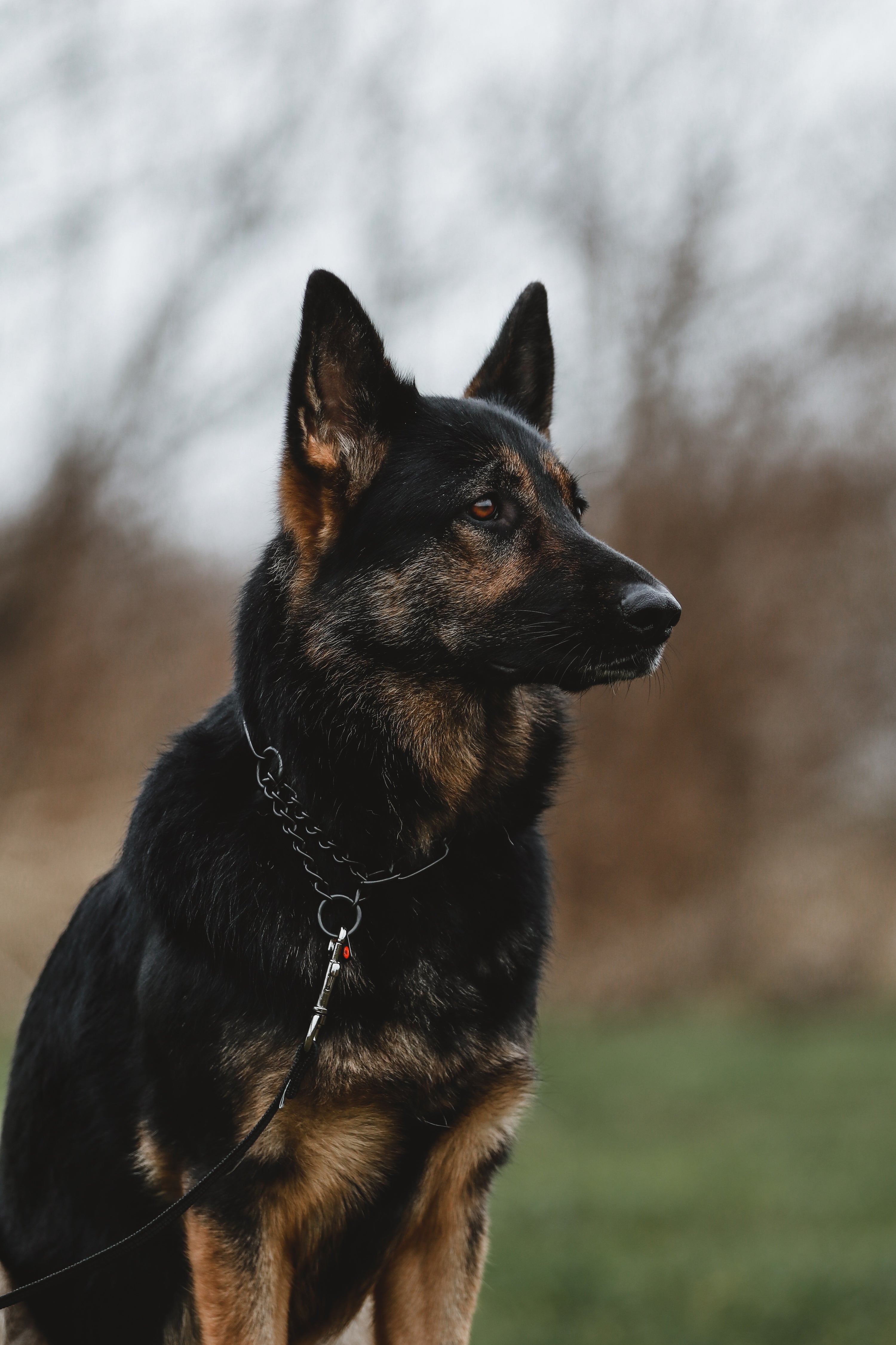 Ein schwarz-brauner Hund, vermutlich ein Schäferhund, sitzt aufmerksam im Freien. Das Tier trägt ein Halsband mit einer Leine, die an einem Ring befestigt ist. Im Hintergrund sind unscharfe, braune Sträucher zu sehen, die eine herbstliche Atmosphäre schaffen. Der Hund hat eine aufrechte Haltung und schaut in die Ferne, was ihm ein besonnenes und wachsames Aussehen verleiht. Das Bild vermittelt eine ruhige und natürliche Stimmung.