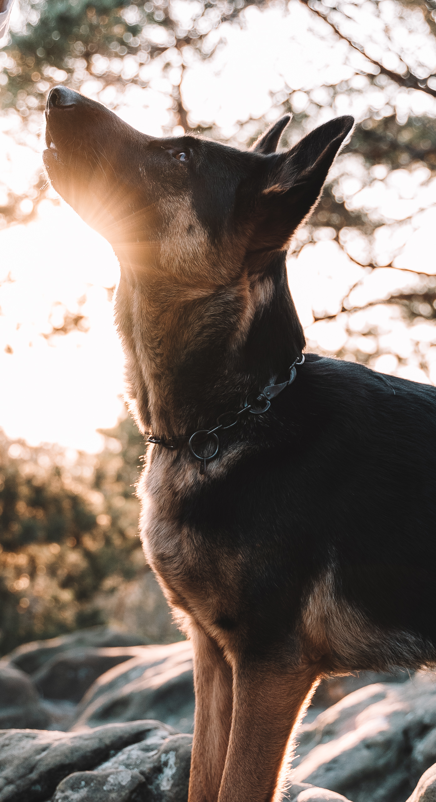 Der Alt-Text beschreibt einen Hund, der auf einem felsigen Untergrund sitzt und nach oben blickt. Die Sonne scheint hinter ihm und erzeugt einen strahlenden Effekt, wodurch sein glänzendes Fell hervorgehoben wird. Die Umgebung besteht aus weichen, verschwommenen Bäumen, die im Hintergrund sichtbar sind. Der Hund trägt ein dunkel gefärbtes Halsband und wirkt aufmerksam und freundlich.