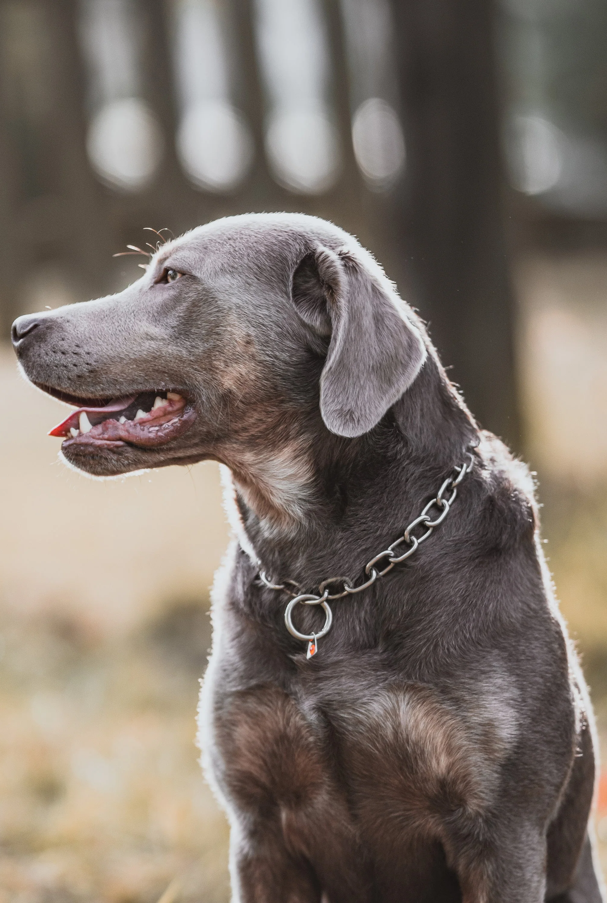 Ein grauer Hund sitzt in der Seitenansicht, mit einem glänzenden Metallhalsband. Sein Kopf ist leicht erhoben, und er schaut nach rechts, wobei sein Maul leicht geöffnet ist, als würde er lächeln. Im Hintergrund sind unscharfe Baumstämme zu sehen, die eine natürliche Umgebung andeuten. Das Licht fällt sanft auf das Fell des Hundes, das gut gepflegt und glänzend wirkt.