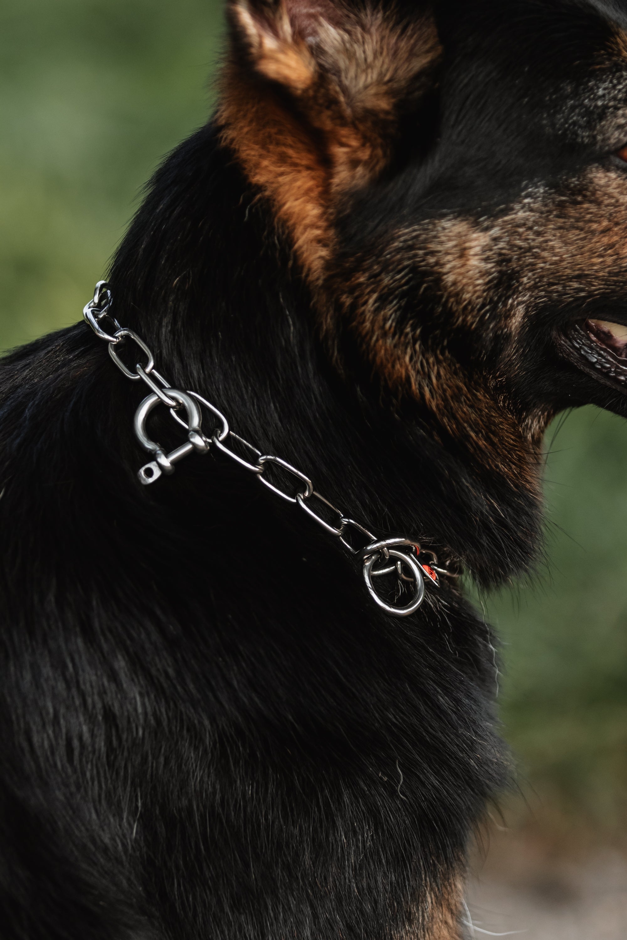 Halskette mit Schäkel am Hund