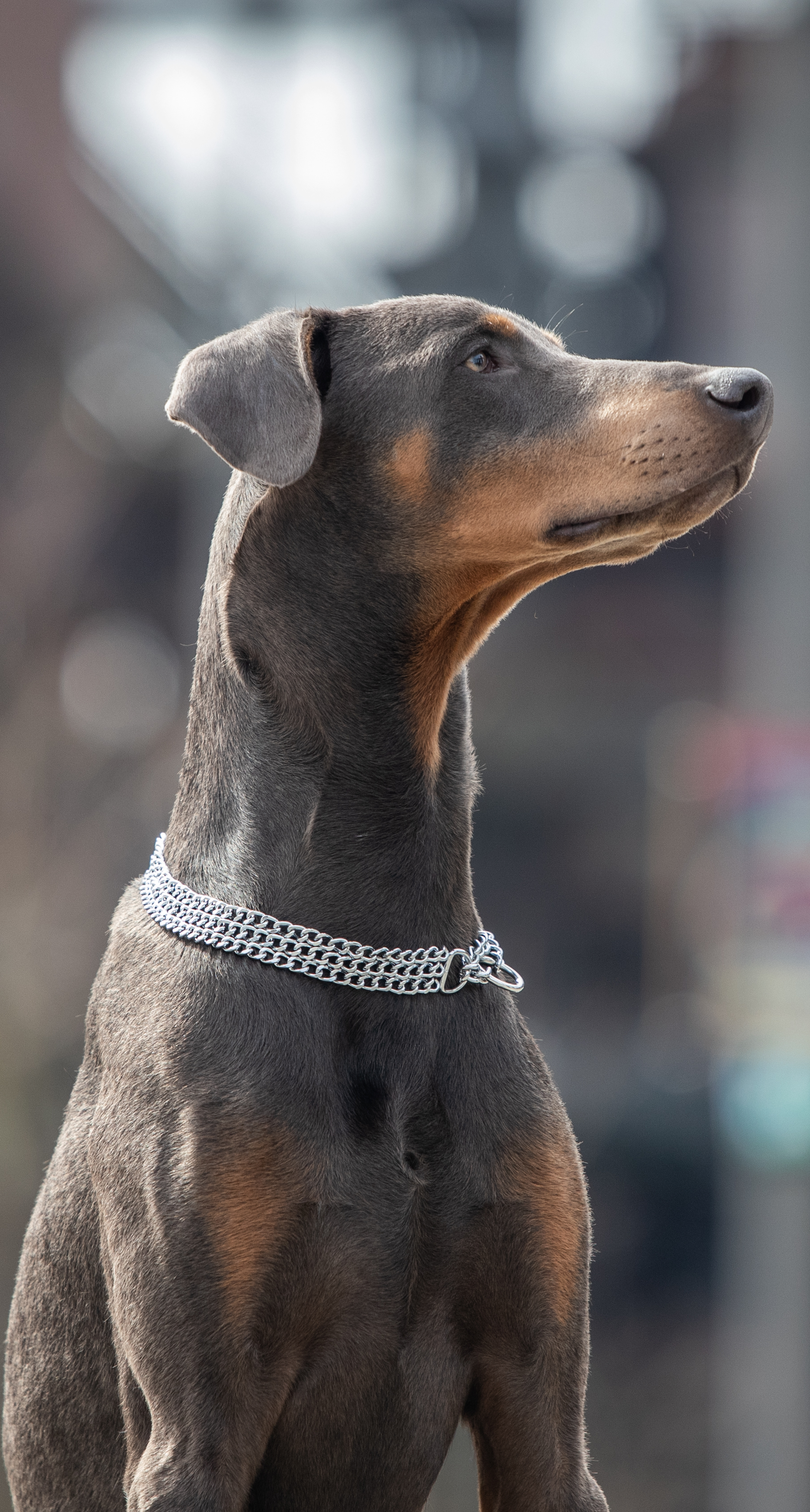 Ein Dobermann sitzt aufrecht und blickt nach rechts. Sein kurzes, glänzendes Fell ist hauptsächlich grau mit auffälligen orange-braunen Abzeichen an Schnauze, Brust und Beinen. Er trägt eine metallene Kette um den Hals und hat eine aufmerksame, elegante Haltung. Im Hintergrund sind unscharfe, farbige Lichter zu erkennen, die auf eine städtische Umgebung hinweisen.