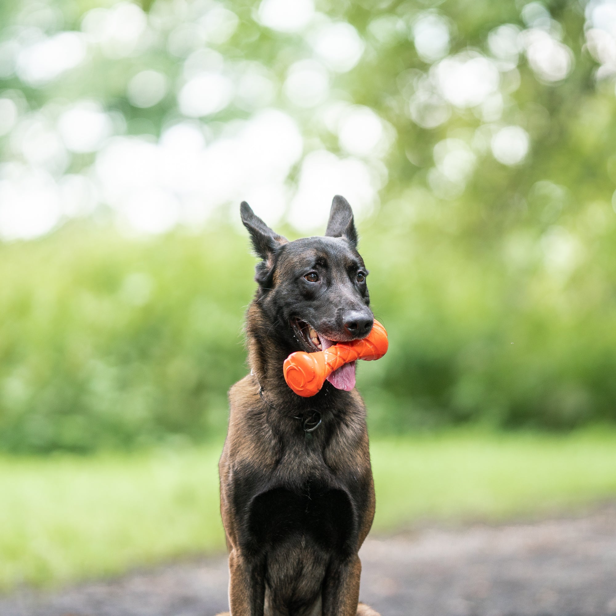 Hund mit Apportierhantel