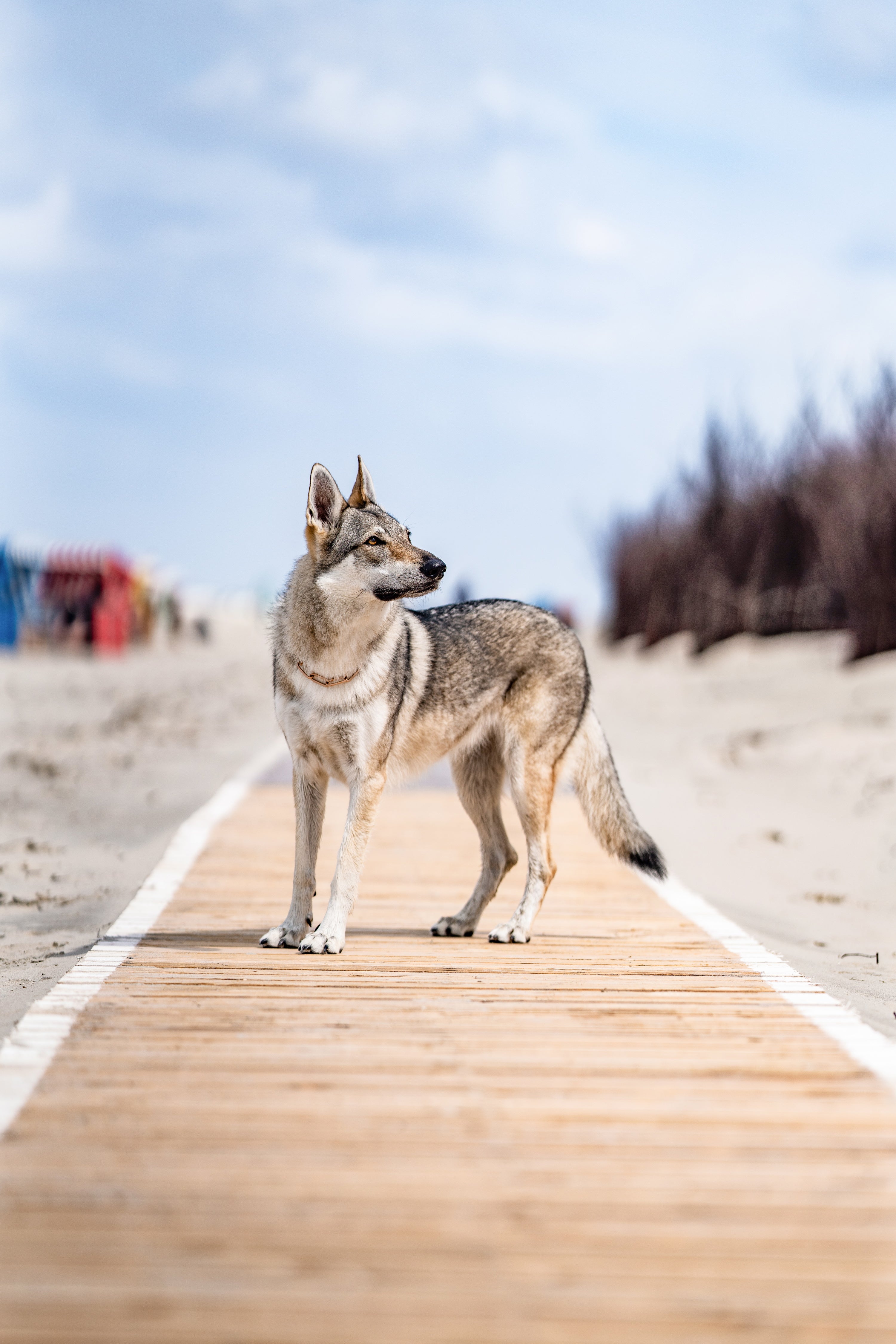 Hund mit Curogan Kettenhalsband am Strand