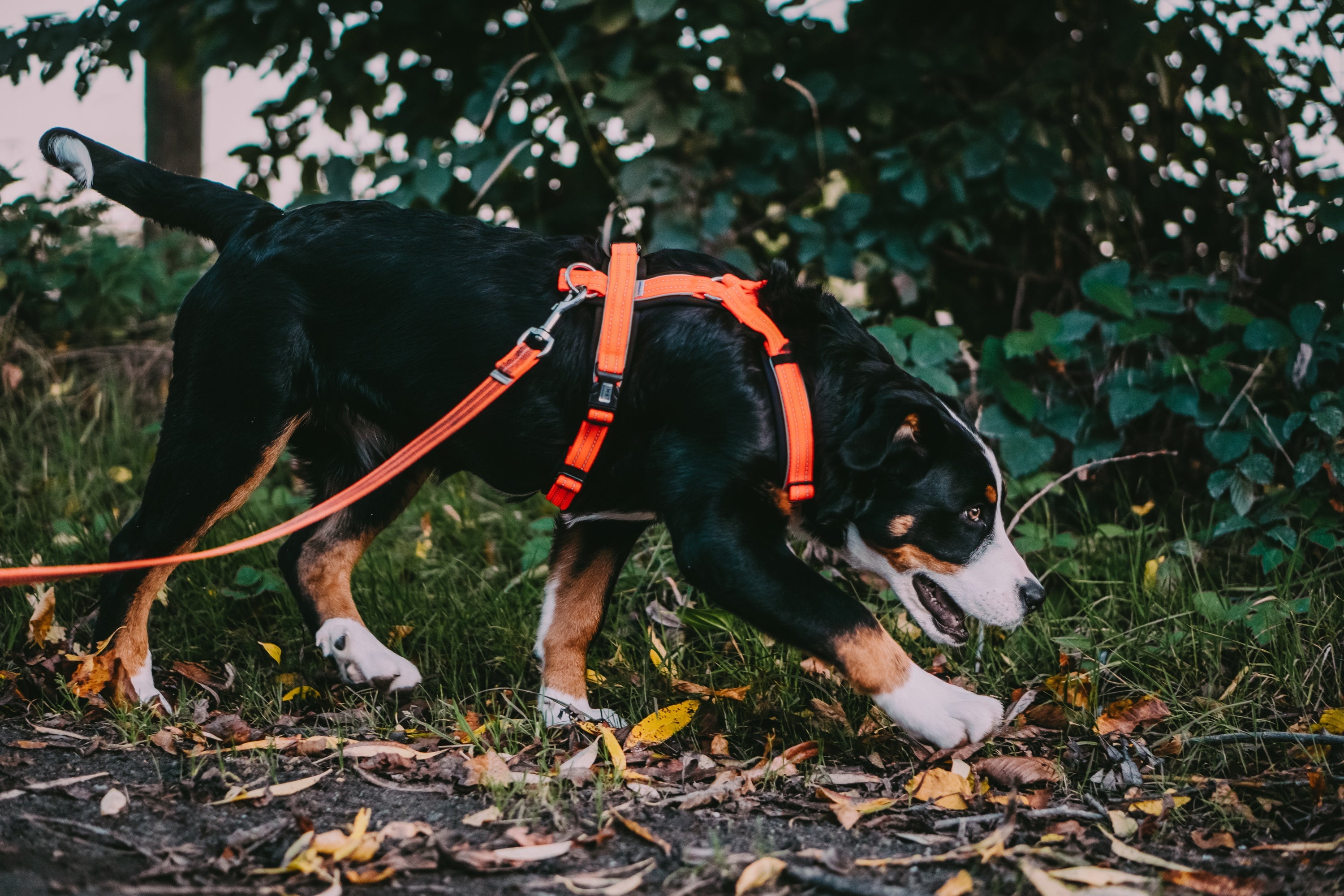 Hund mit orangenen Y-Geschirr und Leine