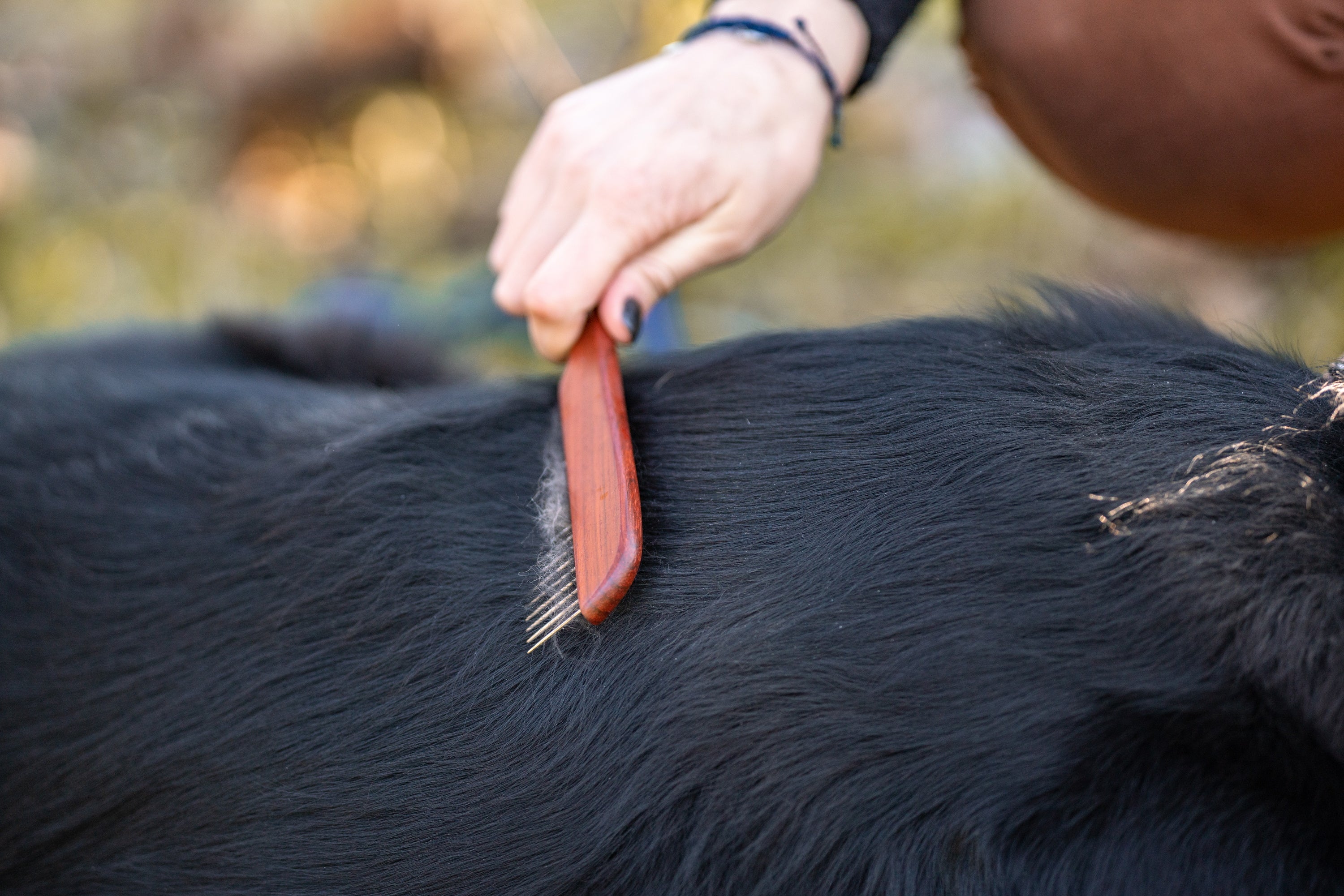 Hundekamm aus Holz am schwarzen Hund