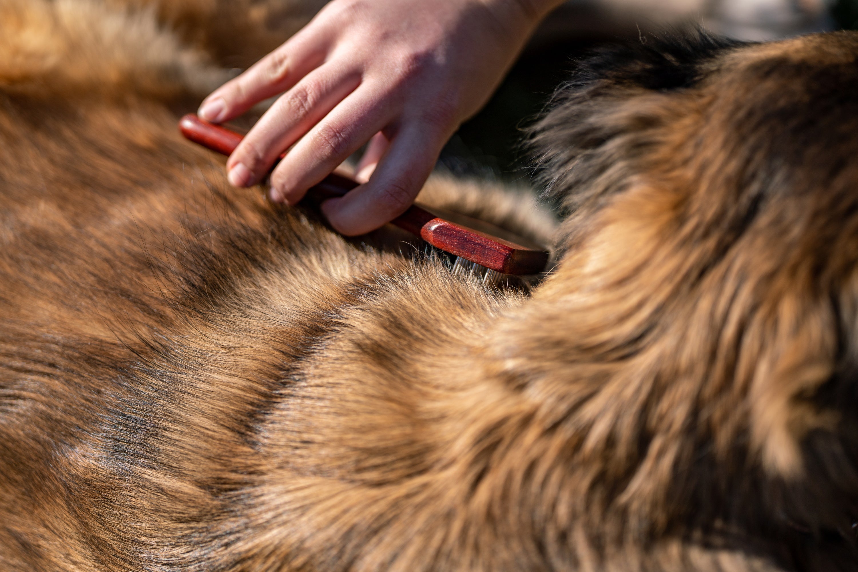 Dreireihiger Hundekratzer am Hund