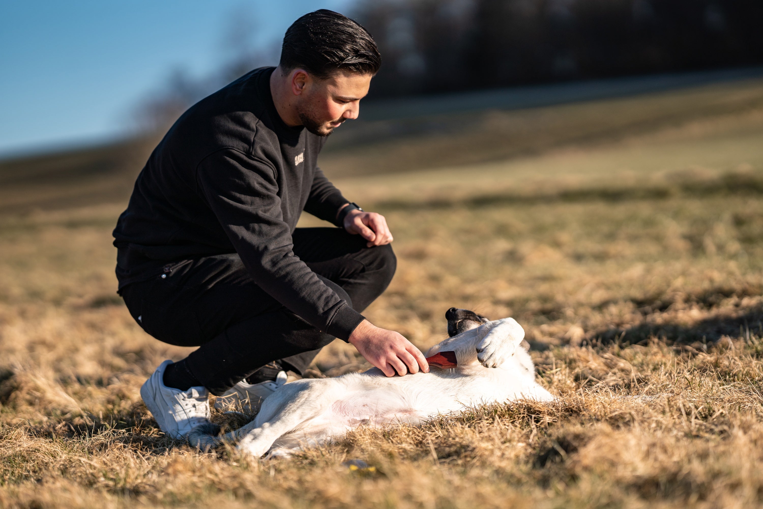 Hund mit Zweireihigen Hundekratzer