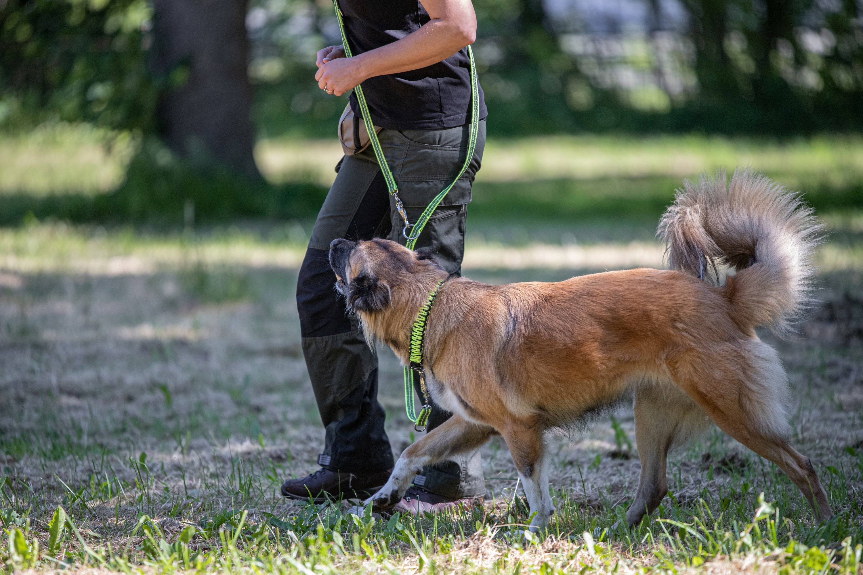 Hund mit gelben Paracord Halsband und Leine beim spazieren