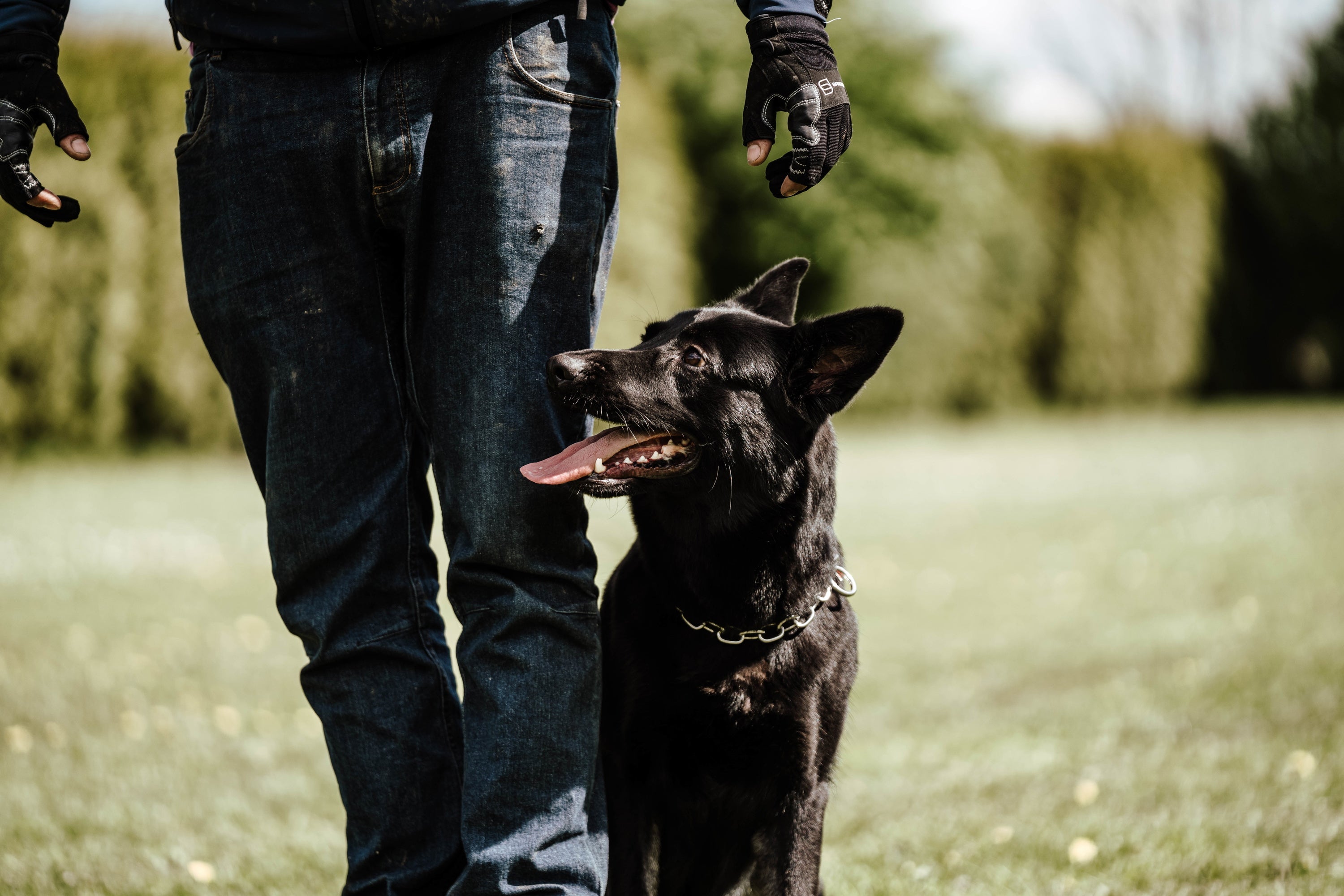 schwarzer Hund mit Edelstahl Kettenhalsband