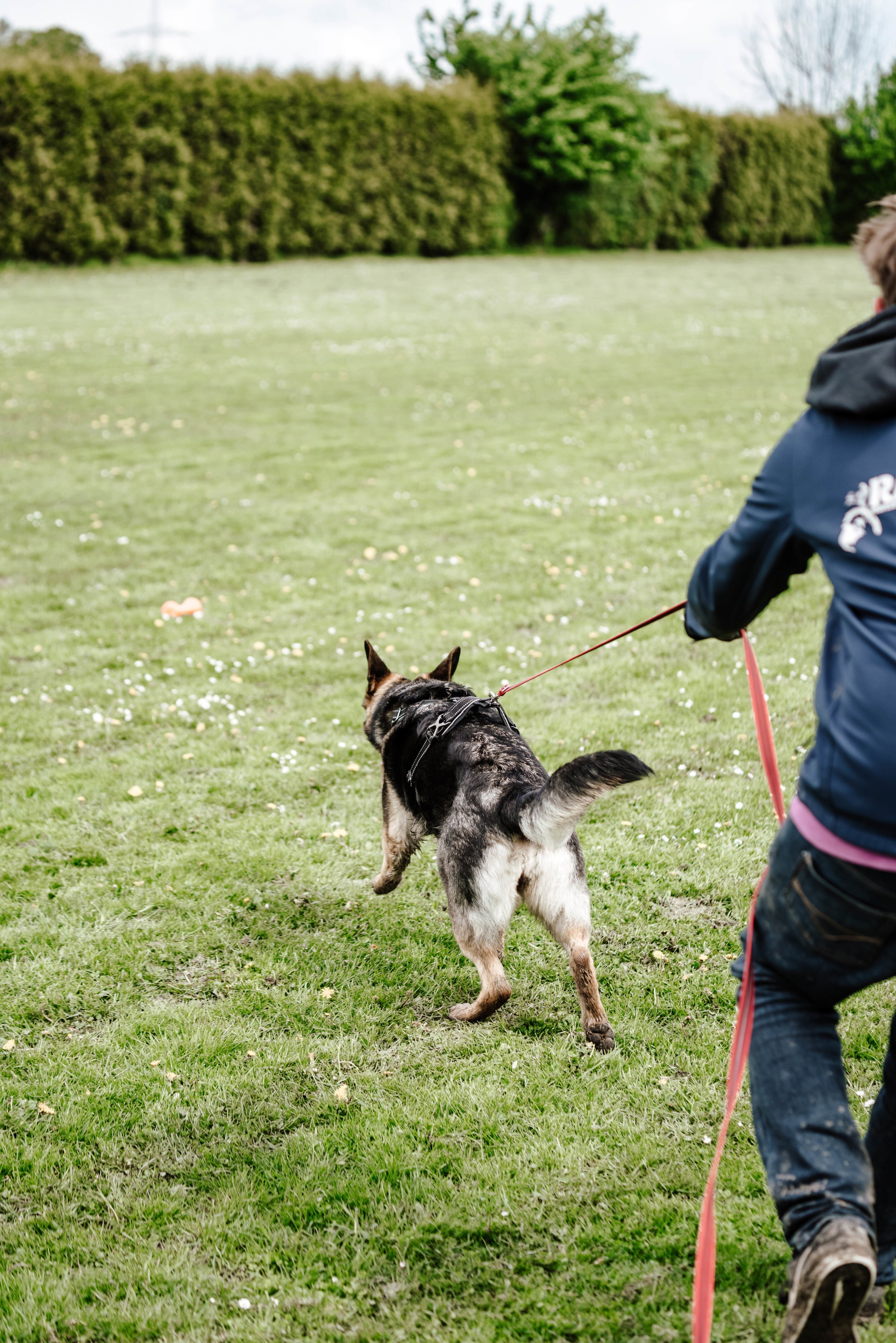 Hund mit schwarzen Y-Geschirr und roter Schleppleine