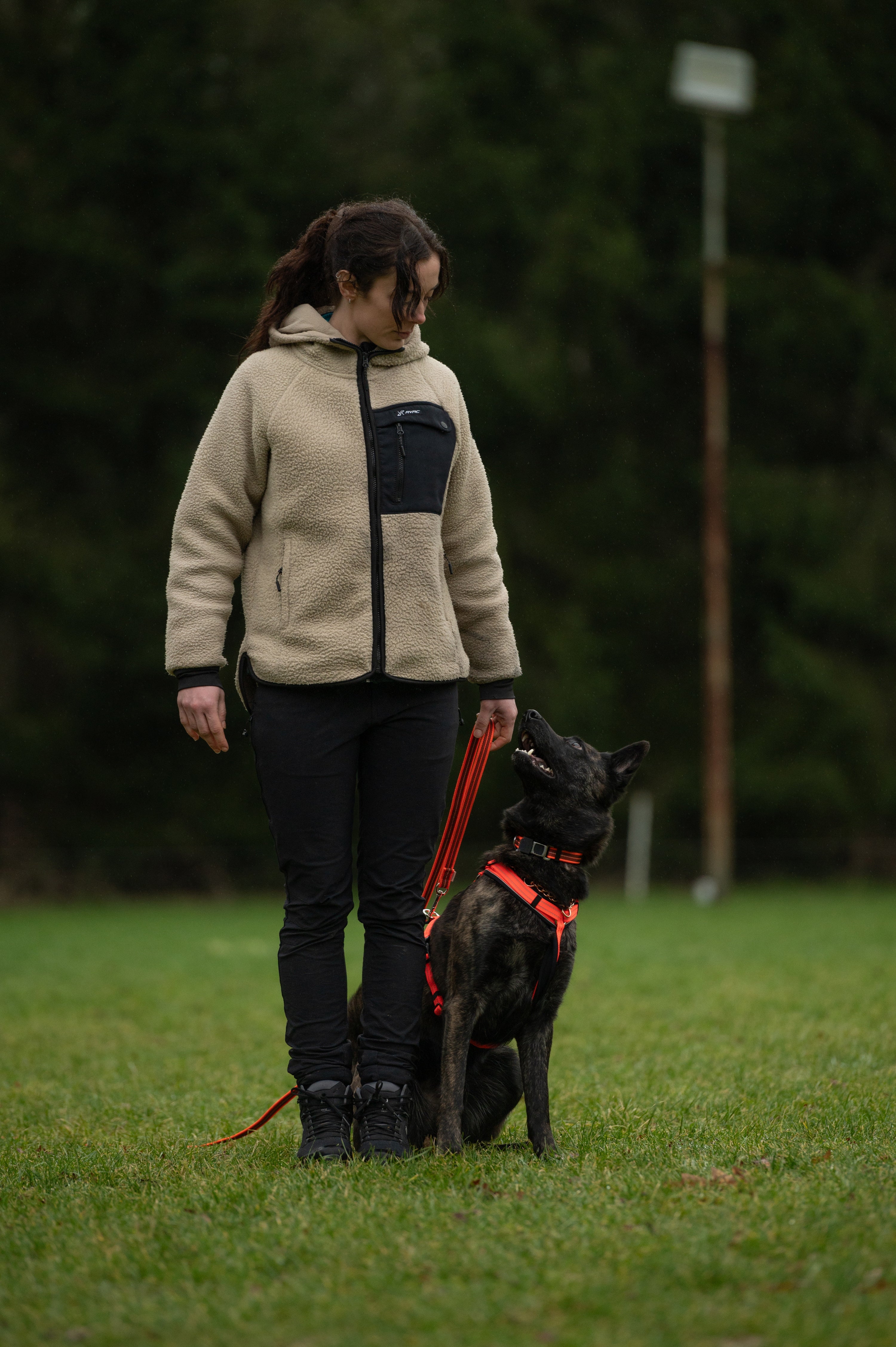 Hund mit orangenen Y-Geschirr und Leine