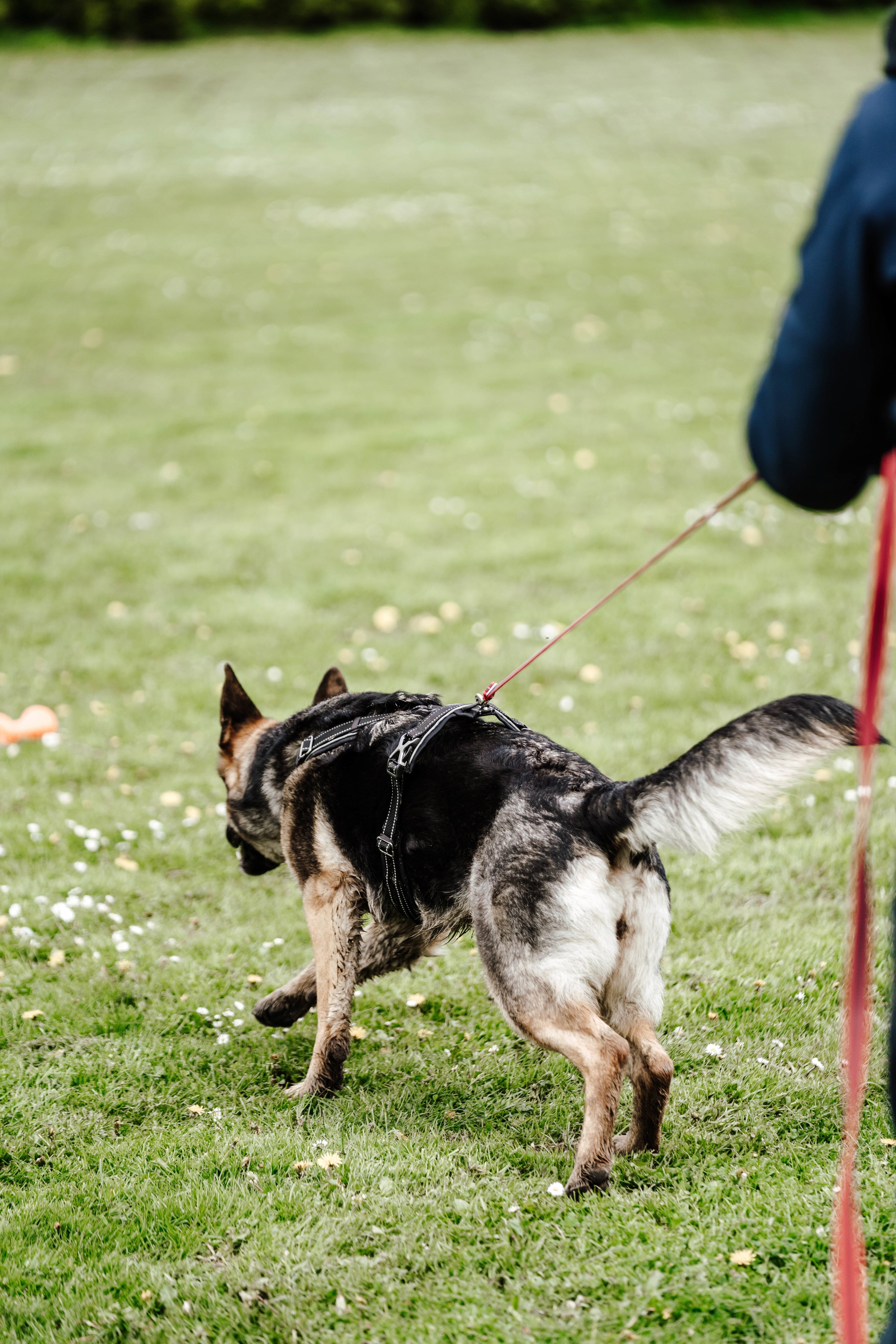 Hund mit schwarzen Y-Geschirr und roter Leine