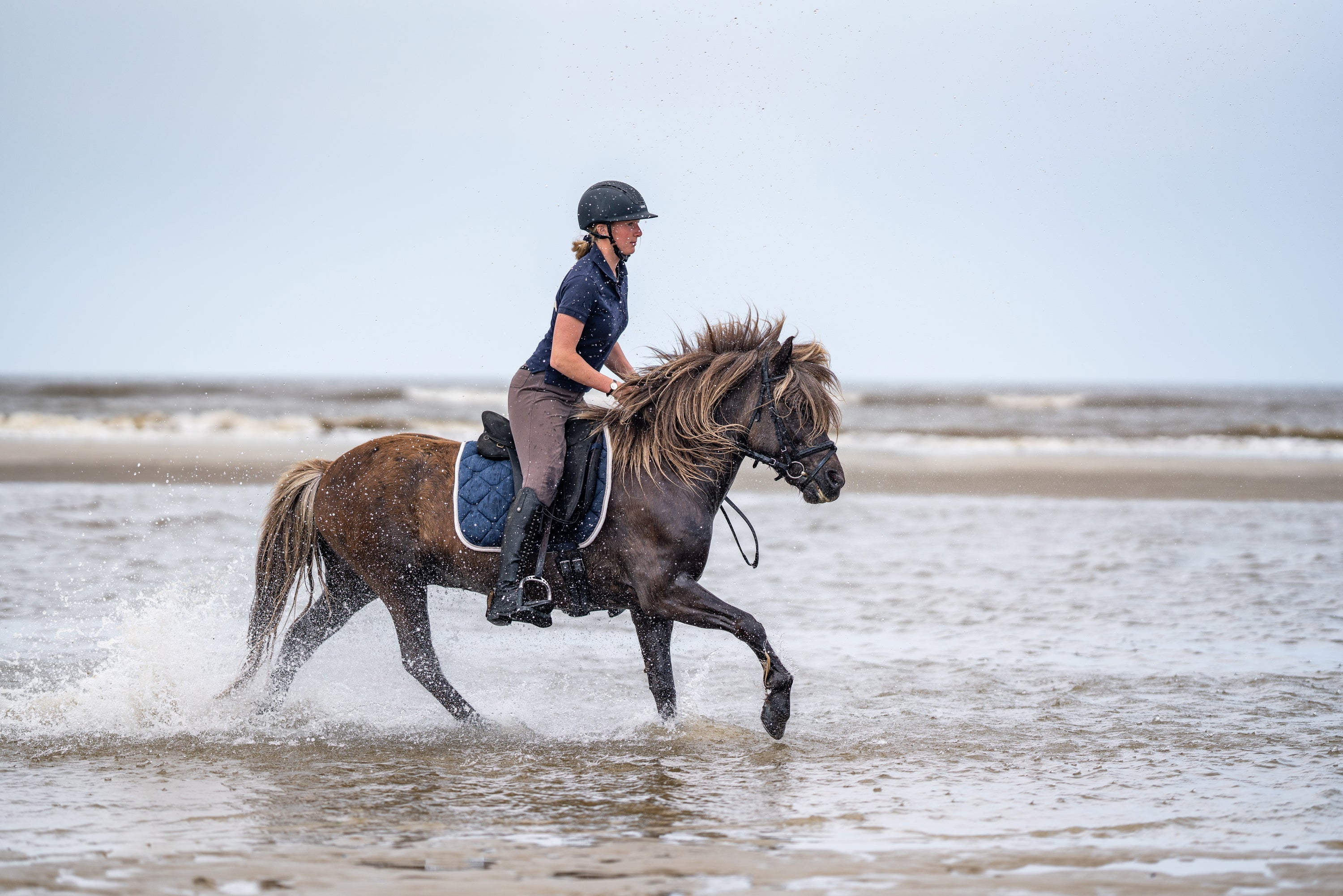 Islandpferd reitet am Strand durchs Wasser