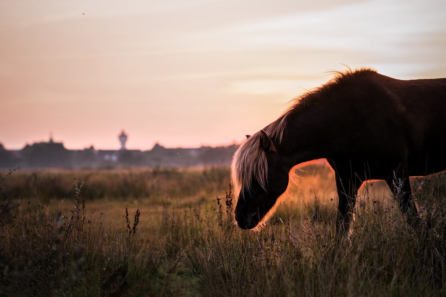 Islandpferd auf einer Wiese im Sonnenuntergang