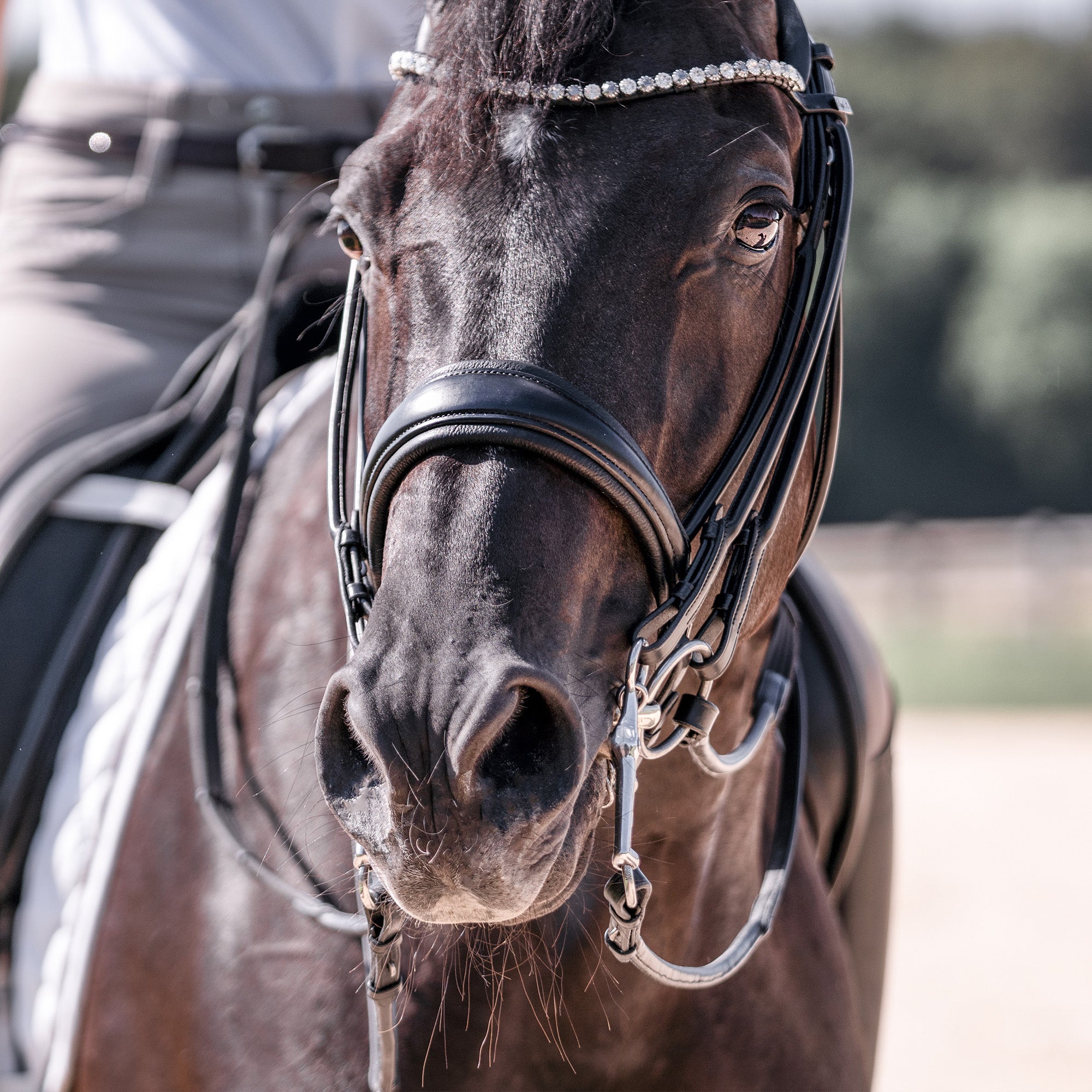 Pferde mit Kandare von vorne