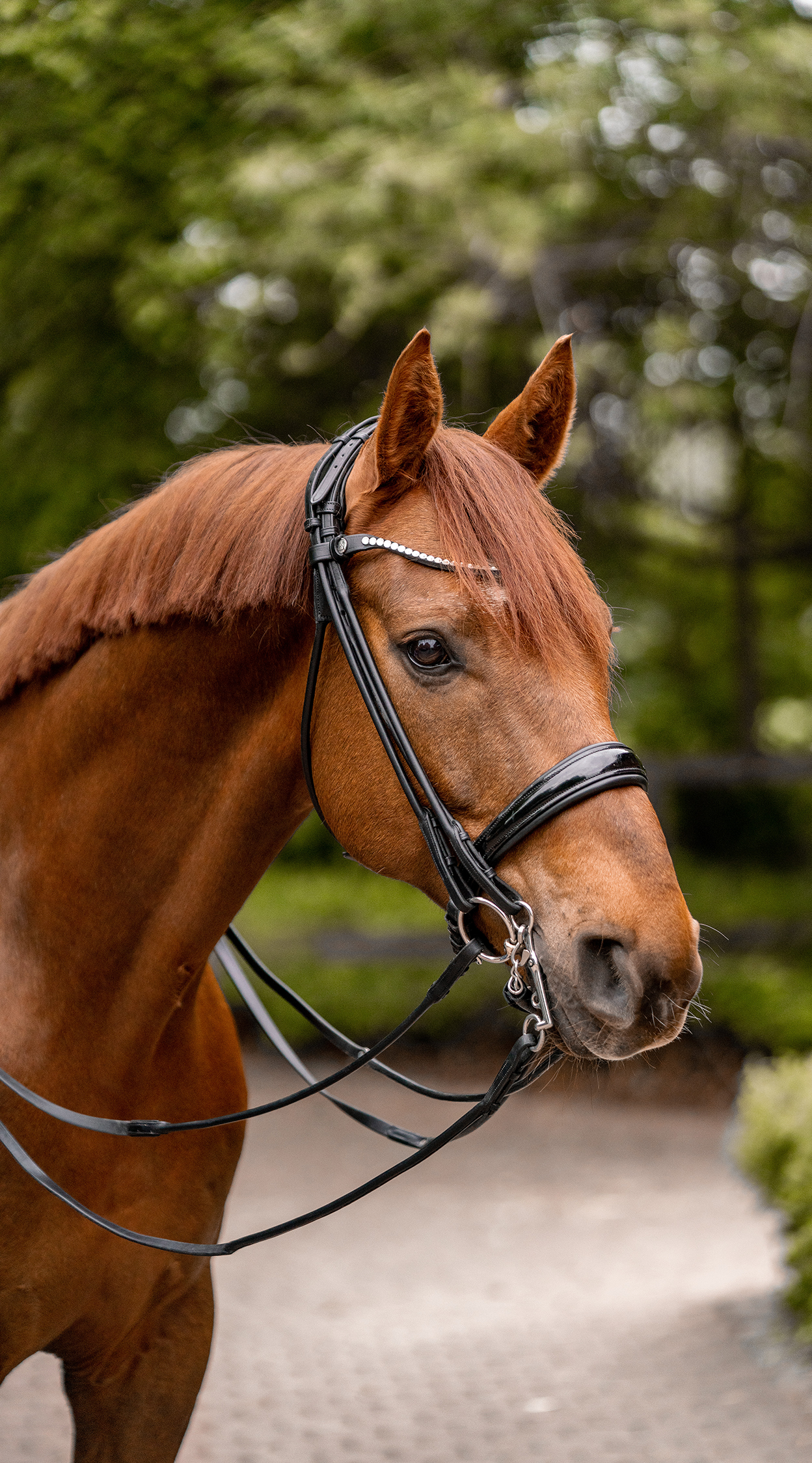 Ein braunes Pferd mit einer eleganten, schwarzen Trense steht im Vordergrund. Das Pferd hat eine glänzende Mähne und sanfte, aufmerksame Augen. Im Hintergrund sind verschwommen grüne Bäume zu sehen, die der Szene eine natürliche Atmosphäre verleihen.